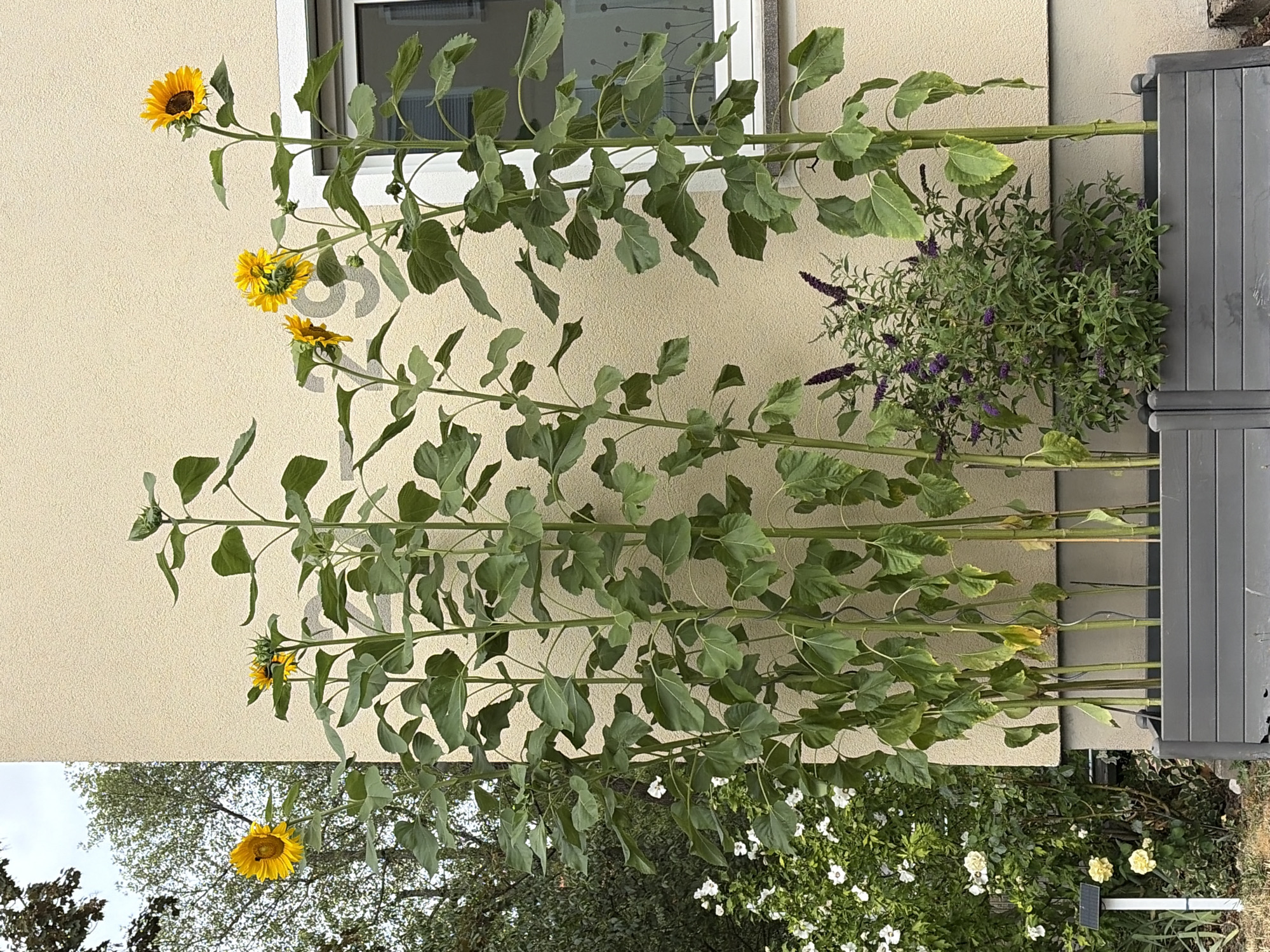 The image depicts a residential exterior scene in Würzburg, Germany. In the foreground, two grey planters contain several tall sunflower plants with large green leaves and yellow blossoms. One sunflower in the left planter is fully bloomed with a single yellow flower at its apex. The right planter also has sunflowers, with one prominent bloom at the top and another smaller bloom below it. A bush with small purple flowers, likely a butterfly bush, is situated in the right planter between the sunflower stalks. Behind the planters, a light yellow stucco wall forms the backdrop. To the left of the wall, a window with a white frame and a patterned glass pane is visible. Further to the left, a dense green bush with white and yellow flowers, possibly roses and hibiscus, is present, along with a small solar-powered light on a stake. In the background, trees with green foliage are visible against an overcast sky. The overall scene suggests a well-maintained garden area adjacent to a house.
