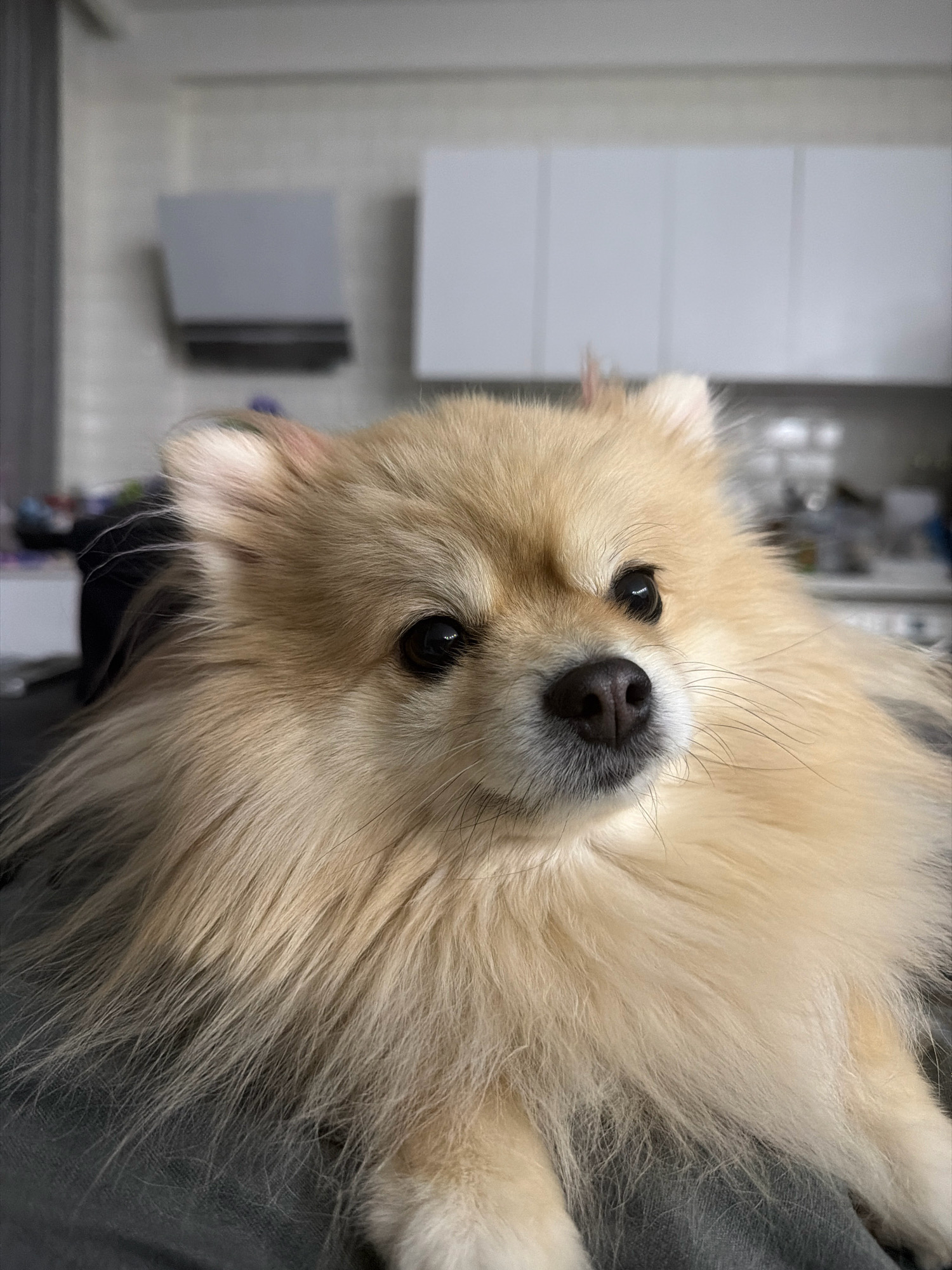 A fluffy, light-colored Pomeranian dog is the sole subject in this medium close-up portrait. The dog's face is positioned towards the right of the frame, with its dark, round eyes looking directly at the camera. Its black nose is prominent, and its fur is thick and appears somewhat tousled. The background is softly blurred, showing what appears to be an indoor domestic setting with white cabinets and some other objects that are not clearly discernible. There is no indication of the city of Tbilisi, Georgia, or any other specific location.