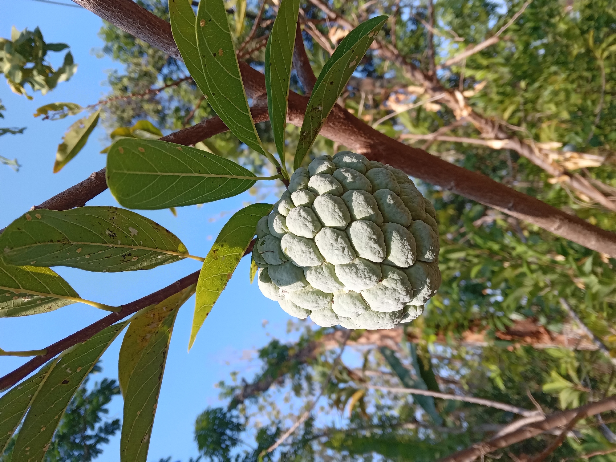 A young, pale green custard apple fruit hangs from a branch of its tree against a clear blue sky. The fruit is round and covered in numerous bumpy segments, with a single green leaf attached near the top. The surrounding branches are brown and gnarled, with more green leaves visible on them. In the background, a blur of green foliage suggests a natural, outdoor environment, possibly a garden or orchard. The image appears to have been taken during daylight hours in Kedunggudel, Indonesia, given the warm, sunny lighting and lush vegetation typical of the region. There are no people or animals present in the image.