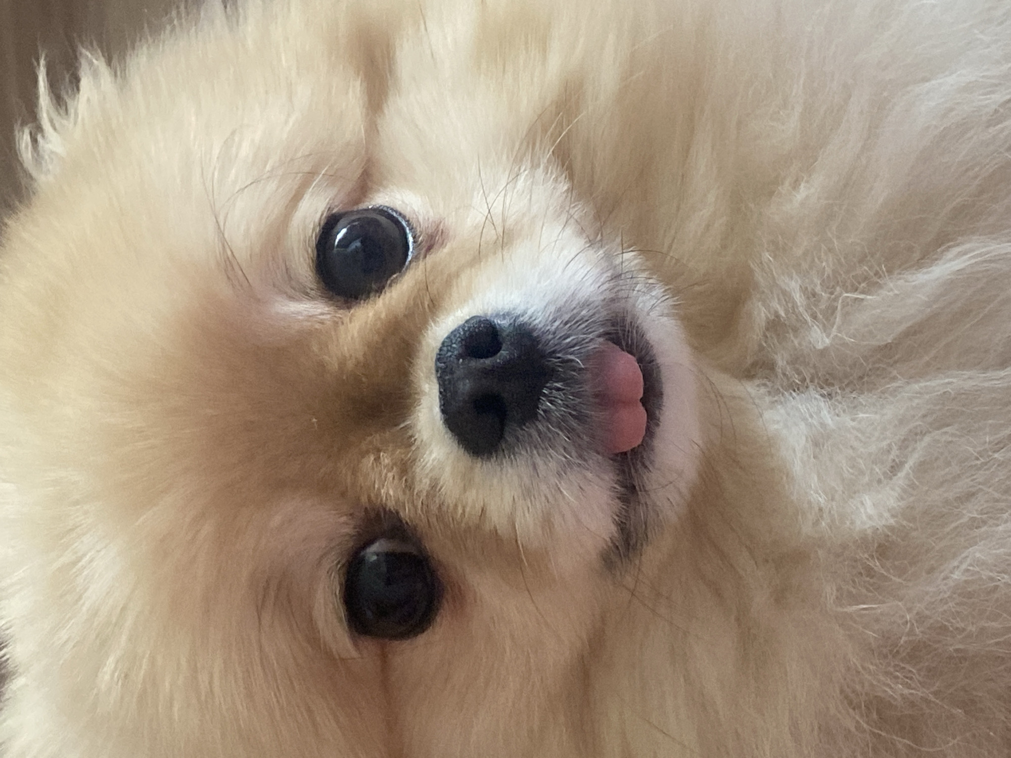 A close-up, slightly angled shot of a light beige Pomeranian dog's face. The dog has large, dark eyes and a black nose. Its tongue is sticking out slightly. The background is blurred and indistinct.