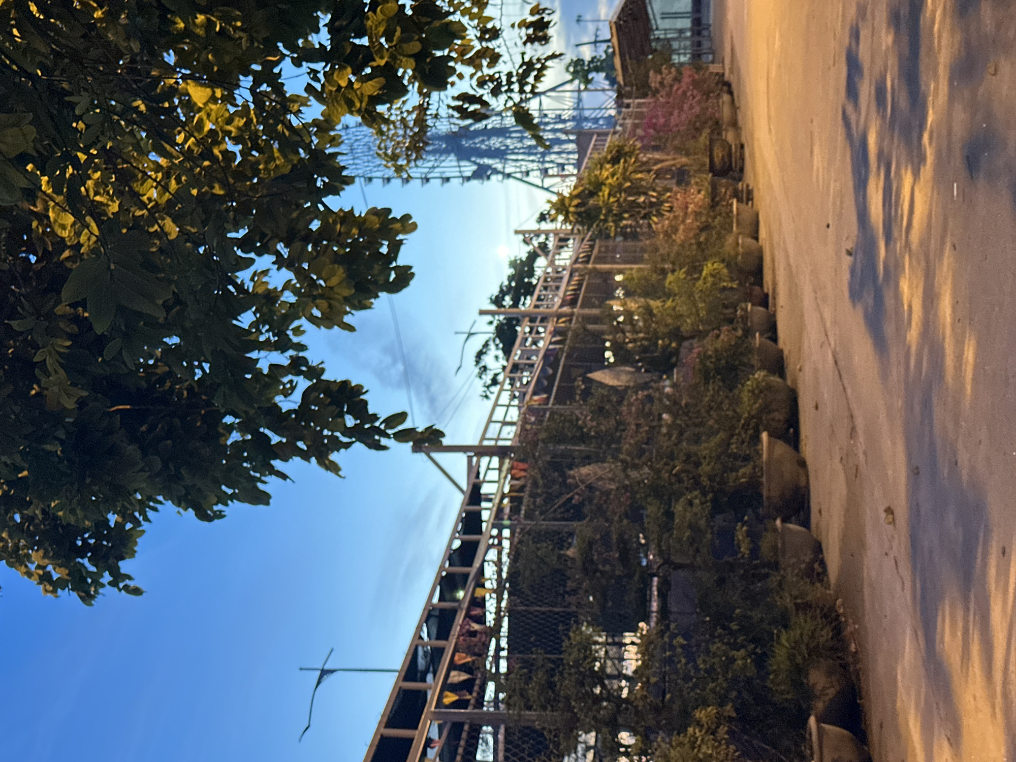 The image depicts an outdoor scene at dusk, with a clear blue sky. In the foreground, a paved walkway is lined with numerous potted plants, ranging in size and foliage density. The walkway is illuminated by warm artificial light, casting distinct shadows from the plants and overhead structures. A metal fence runs parallel to the walkway, behind which a row of plants and some small, colorful pennants are visible. Further in the background, a large Ferris wheel structure is prominent against the sky, its skeletal frame illuminated. A street lamp is also visible in the distance. The environment suggests a public space, possibly a park or a commercial area with recreational facilities. The specific location is identified as Đà Nẵng, Vietnam.