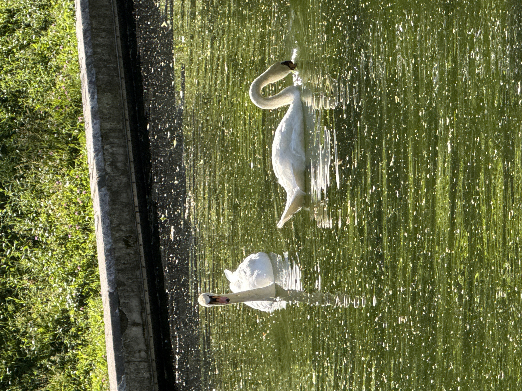The image shows two white swans in a pond. One swan is in the foreground, with its head bowed low and its beak touching the water. It appears to be foraging. The second swan is further back, its neck gracefully curved and its beak slightly open as if it is about to dip into the water. Both swans are reflections of themselves in the rippling, green water of the pond. The pond is bordered by a concrete ledge on the left side, and beyond that, lush green grass with some small, delicate pink flowers. The sunlight glistens on the water, creating numerous bright spots that suggest a sunny day. The overall scene evokes a sense of tranquility and natural beauty. The image is oriented vertically, with the pond occupying the right two-thirds of the frame and the grassy bank on the left. The image appears to have been taken during daylight hours, likely in the morning or late afternoon given the quality of the light. The presence of swans suggests a park or natural habitat setting. There is no visible text in the image.