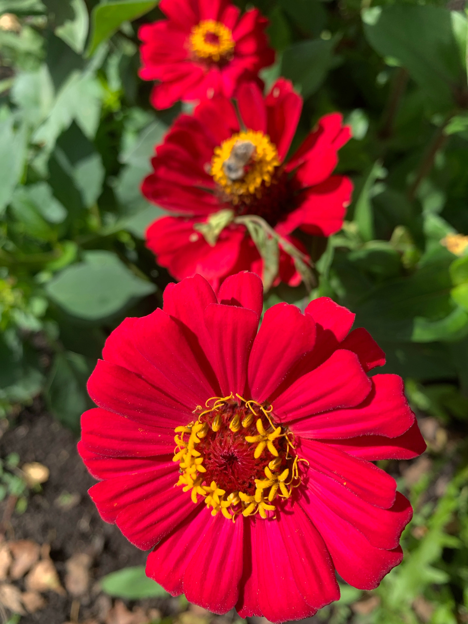 A close-up, eye-level shot captures several bright red zinnia flowers in bloom, with a bee actively collecting pollen from one of the flowers. The foreground features a large, fully bloomed zinnia, its vibrant red petals unfurling outward to reveal a detailed, yellow center with delicate stamens. Behind it, a slightly blurred zinnia is visible with a bee on its yellow center. Further back, another zinnia is partially visible, also in bloom. The flowers are surrounded by lush green foliage, suggesting a garden or natural outdoor setting. The ground beneath the flowers consists of dark soil and scattered dry leaves. The lighting indicates a bright, sunny day, casting subtle shadows on the petals. The overall scene depicts a moment of natural activity in an urban garden in Novostroika, Russia.