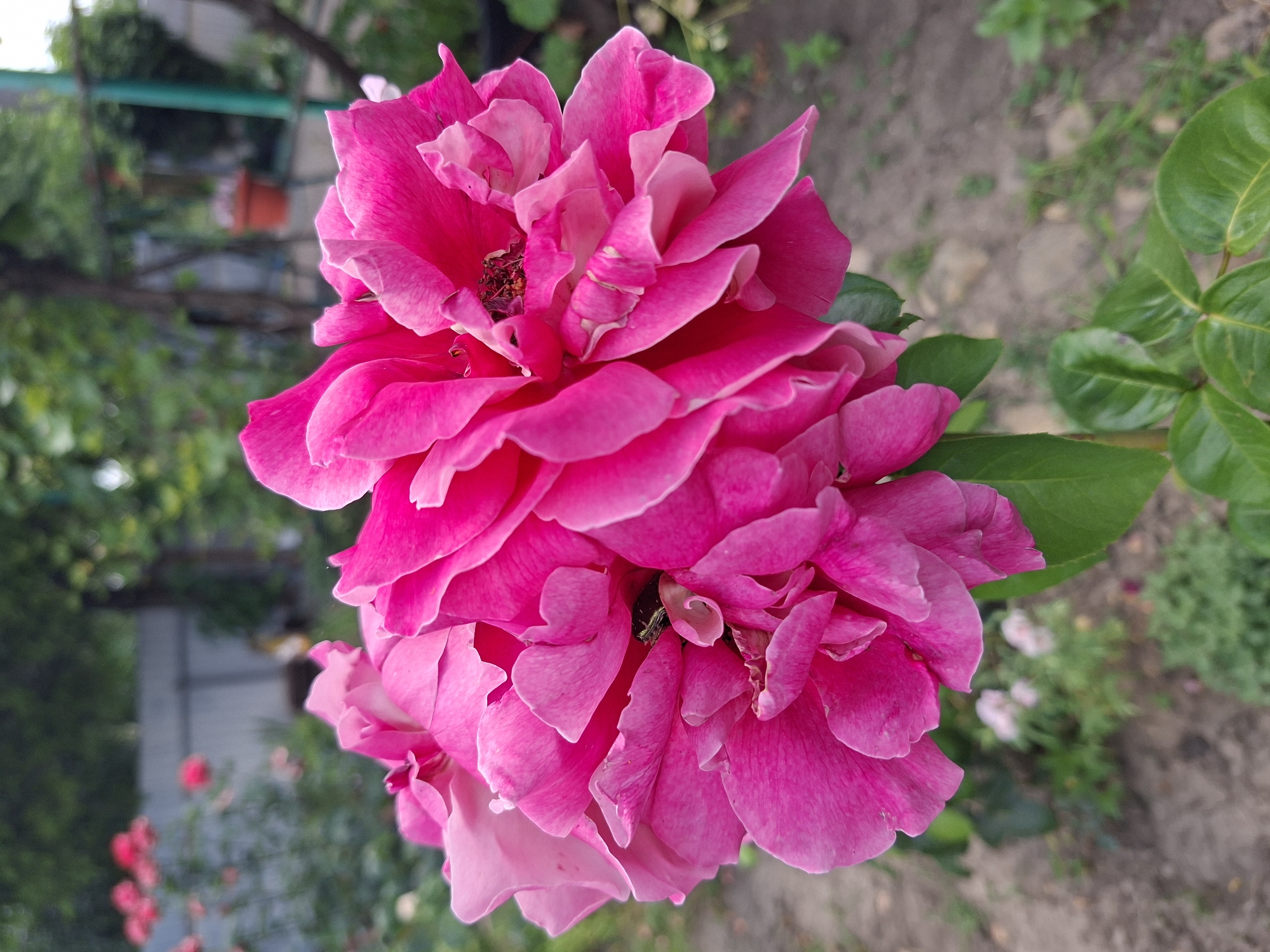 A close-up, eye-level, outdoor photograph captures a cluster of vibrant pink roses in full bloom. The roses are the central focus, with their layered petals showcasing shades of deep pink and lighter pink, some appearing velvety. In the crevices of the flowers, small dark insects are visible. The background is softly blurred, indicating a shallow depth of field. It depicts a garden scene with green foliage, a gray fence, and trees. In the mid-ground, there are other pink flowers, also blurred, and a terracotta pot hanging from a support structure. The ground is composed of soil and small stones. The lighting suggests it is daytime, likely overcast or late afternoon given the diffused light. The overall impression is one of natural beauty and floral abundance in a suburban or rural setting.