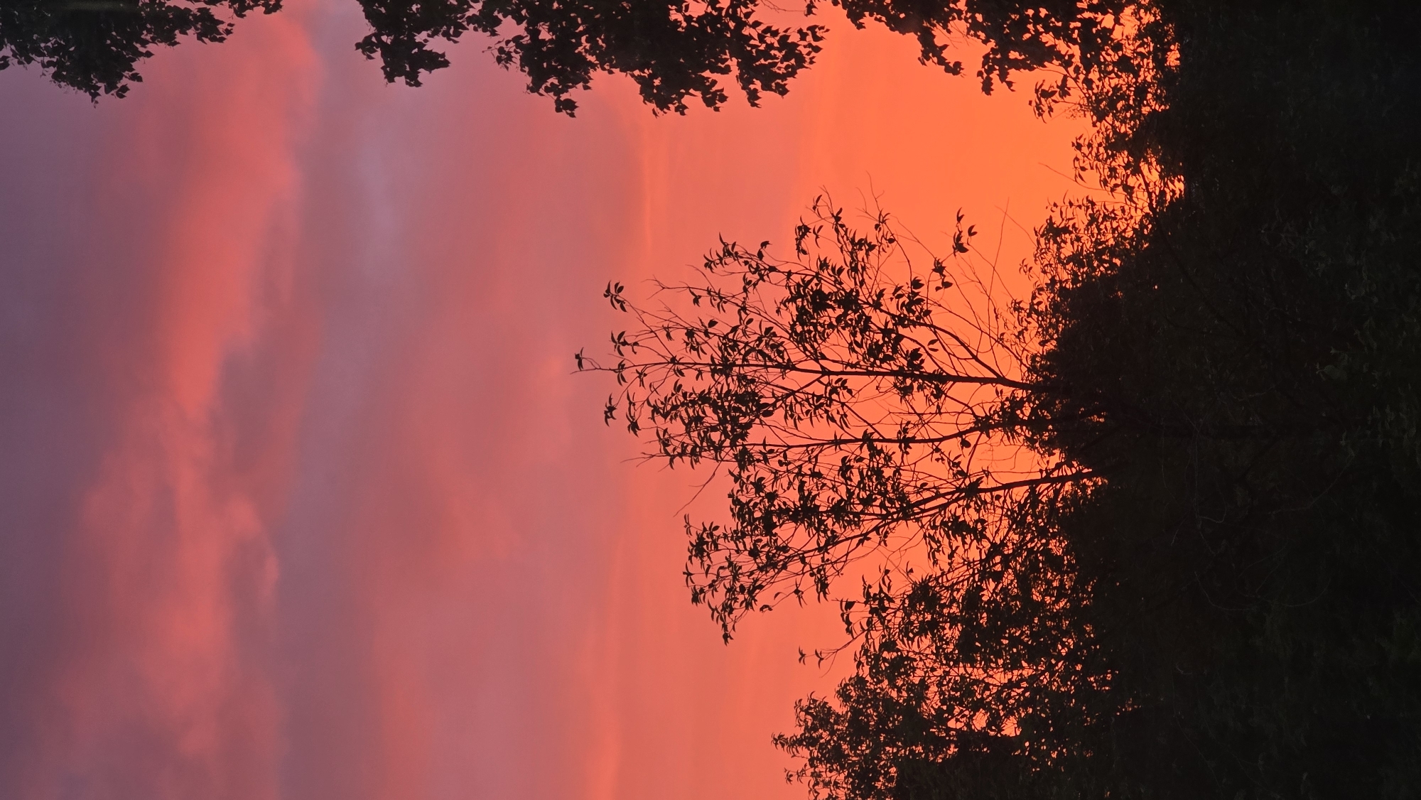 The image captures a dramatic sunset in Ukhta, Russia. The sky is ablaze with vibrant hues of orange and pink, transitioning into softer purples and lavenders on the left side of the frame. Wispy clouds are illuminated by the setting sun, creating a textured backdrop. Silhouetted against this colorful sky are the dark, intricate branches of trees. On the right side of the image, a dense mass of foliage forms a dark, almost solid shape, obscuring the sky behind it. A few bare branches with sparse leaves extend from the top and right portions of the frame, adding depth and a sense of natural framing to the scene. The overall impression is one of a serene yet powerful natural display, likely experienced during the twilight hours. The silhouette of the trees suggests an outdoor setting, possibly a park, forest edge, or a garden. There is no text visible in the image.
