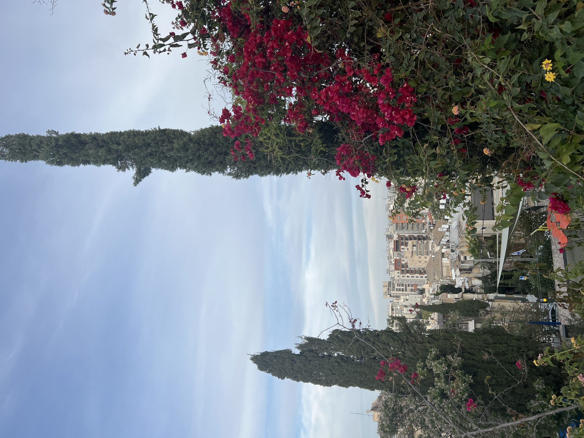 The image displays an elevated view of a city, likely Ramat Gan, Israel, under a bright, partly cloudy sky. The foreground and sides are framed by rich vegetation, including a large bush of vibrant red-pink bougainvillea flowers on the right and upper right. Other green foliage with smaller yellow and light pink blossoms is also visible. Two prominent, tall, and slender dark green cypress trees stand vertically, one in the mid-left and another partially obscured by the bougainvillea.
Beyond the natural elements, a dense cityscape unfolds. Numerous multi-story buildings, predominantly residential or mixed-use, stretch across the middle ground and into the distance. Their architecture appears typical of an urban Mediterranean environment, with light-colored facades and various rooftops featuring satellite dishes and air conditioning units. A street or road, with what looks like a traffic light, is visible within the urban sprawl. In the distance, a white and blue flag, possibly the flag of Israel, can be seen on a pole among the buildings.
The time of day is daytime, with soft, diffused light indicating either morning or late afternoon. The weather is clear with scattered, wispy white clouds against a blue sky. No human figures or discernible activities are visible. A small yellow road sign with an illegible black symbol is present in the cityscape.