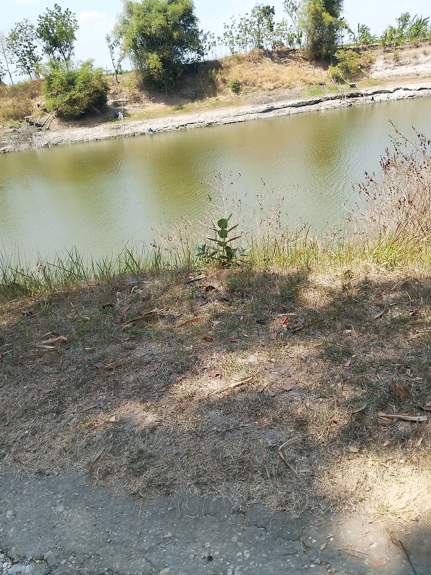 A wide, slightly elevated view captures a tranquil body of water with a lush green bank on the opposite side. The water is calm, reflecting the sky and surrounding vegetation. On the bank, a variety of trees, including bamboo and some with broad leaves, create a natural canopy. The foreground of the image is a dry, grassy area with scattered leaves and shadows cast by unseen trees. A dirt path runs along the bottom edge of the frame. The overall impression is one of a peaceful, natural landscape. This scene is likely located in Grebegan, Indonesia, given the vegetation and climate suggested by the dry grass.