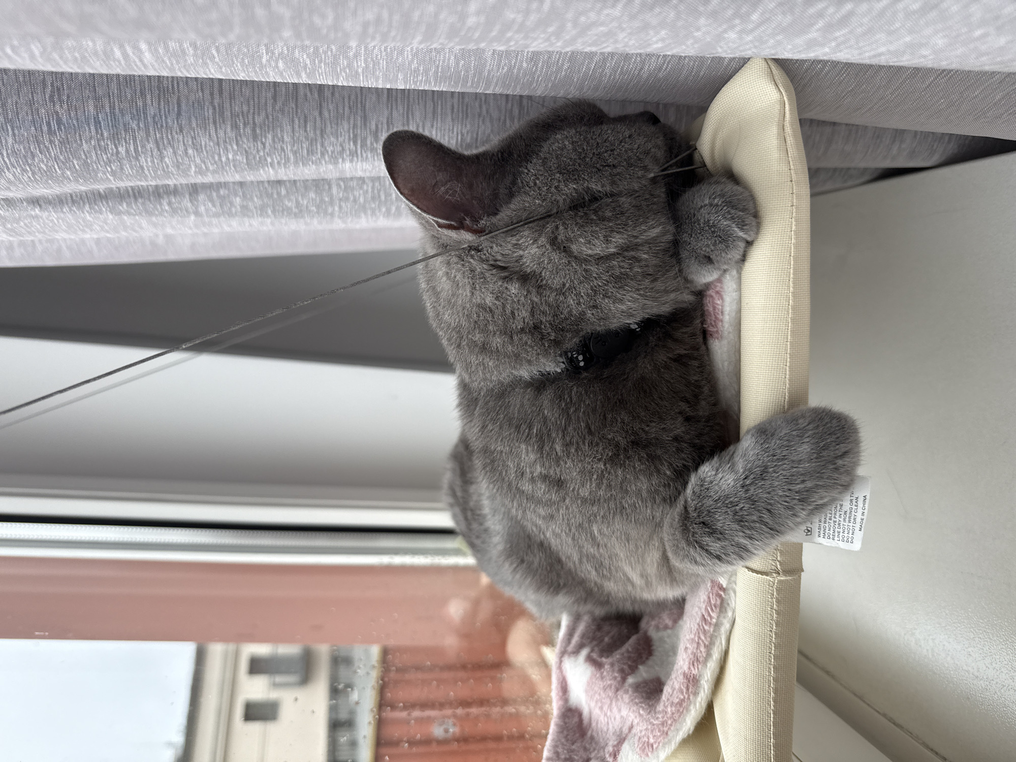 A grey cat is sleeping on a window perch. The cat is curled up with its face hidden in its paws. The window perch is light beige and has a pink and white patterned blanket on it. The window is open and it appears to be raining outside. There are buildings visible through the window. A grey curtain is to the right of the cat. The photo was taken in Zielona Góra, Poland.