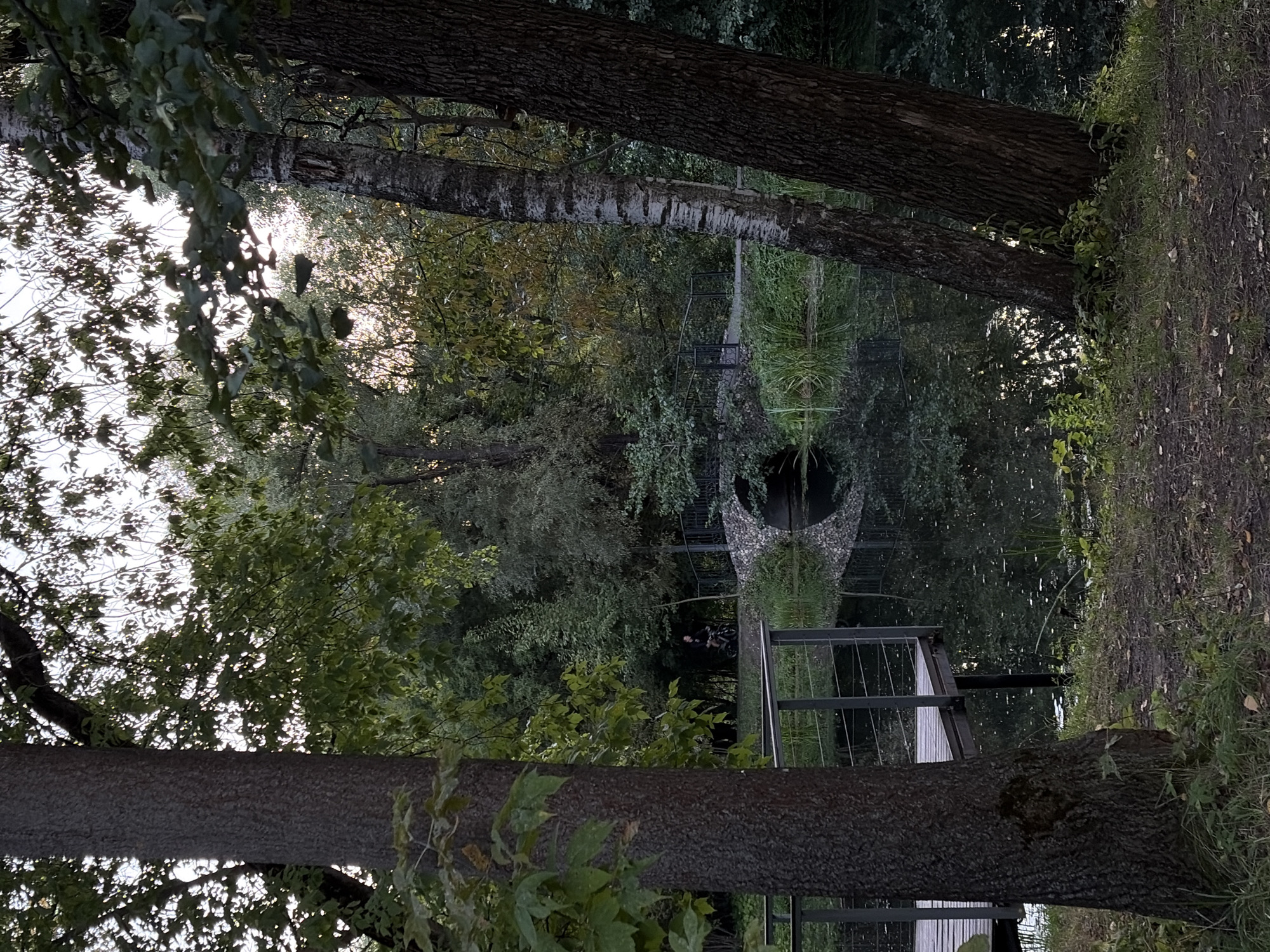 The image depicts a tranquil park scene in Khimki, Russia, on what appears to be a late afternoon or early evening. In the foreground, the thick, textured bark of a large tree trunk dominates the left side of the frame. To the right, two more trees with distinct bark patterns, one appearing to be a birch with its characteristic white and black streaks, are angled towards each other.
A wooden platform with metal railings extends into the frame from the left, suggesting a viewing area or a dock. This platform overlooks a calm body of water, likely a pond or small lake, which reflects the surrounding greenery and the sky. The water is partially covered with lily pads or similar aquatic vegetation.
In the middle ground, a charming stone bridge with an arched culvert arches over a narrow section of the water. A dark fence runs along the edge of the pathway leading to the bridge. On the pathway near the bridge, a person is visible riding a bicycle, silhouetted against the trees.
The background is filled with dense foliage, with trees of various species creating a lush, green canopy. The leaves are a mix of greens, with some hints of yellow and brown, suggesting the onset of autumn. The sky is visible through the leaves in places, appearing light and possibly overcast. The overall atmosphere is one of peacefulness and natural beauty within an urban park setting.