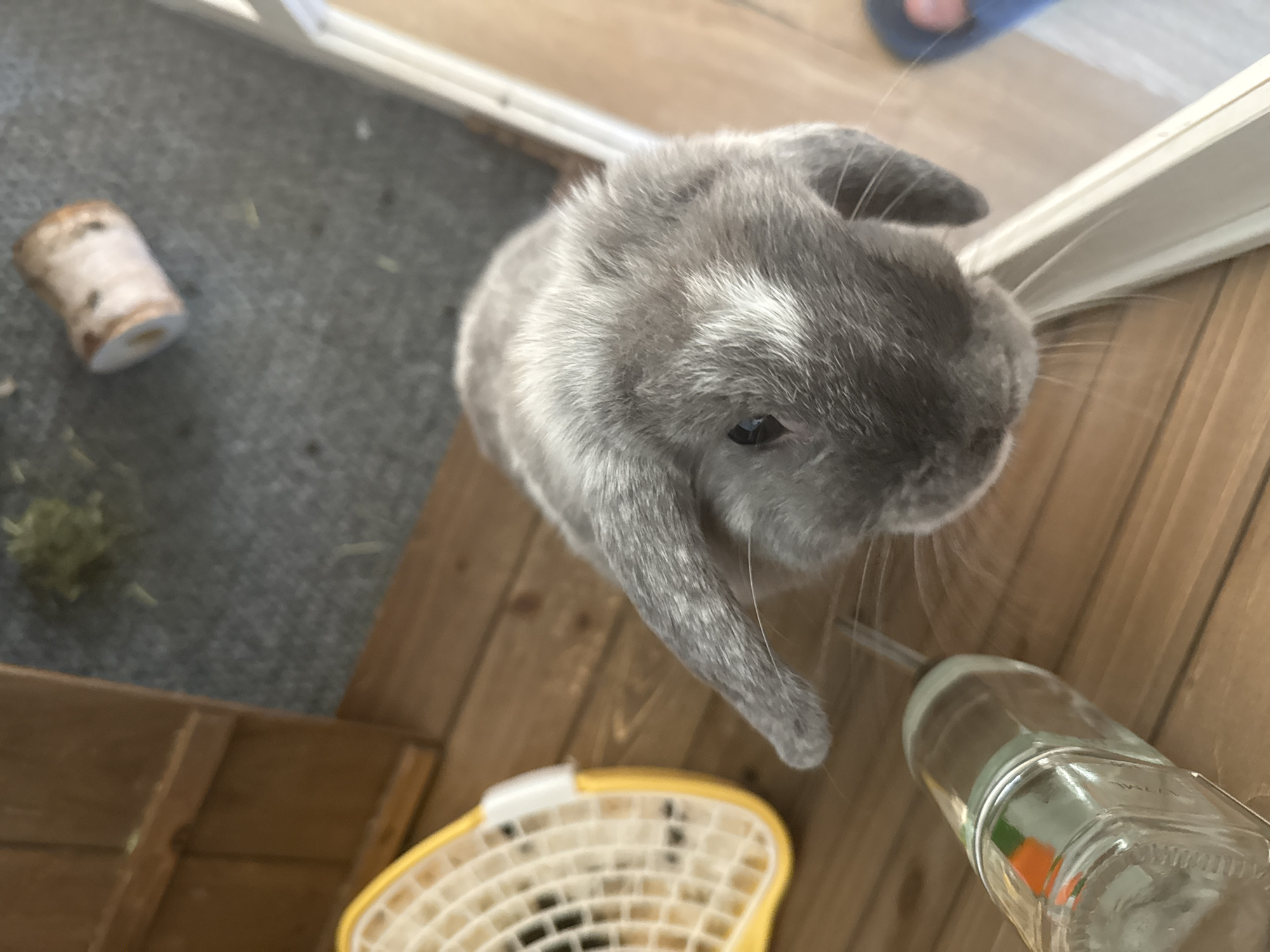 The image shows a close-up, high-angle view of a grey lop-eared rabbit on a wooden floor. The rabbit is positioned in the center of the frame, with its head tilted down and facing slightly to the left. It has a white marking on its forehead. To the left of the rabbit, there is a clear glass water bottle with a green cap and a hint of orange and green inside. A yellow and white object, possibly a toy or a piece of bedding, is partially visible in the lower left corner. In the background, a wooden enclosure and a grey surface with some dried plant matter can be seen. There is also a small piece of wood with bark on it in the upper right quadrant of the image. The overall environment appears to be an indoor enclosure for a pet. There is no indication of the location being in Great Yarmouth, United Kingdom.