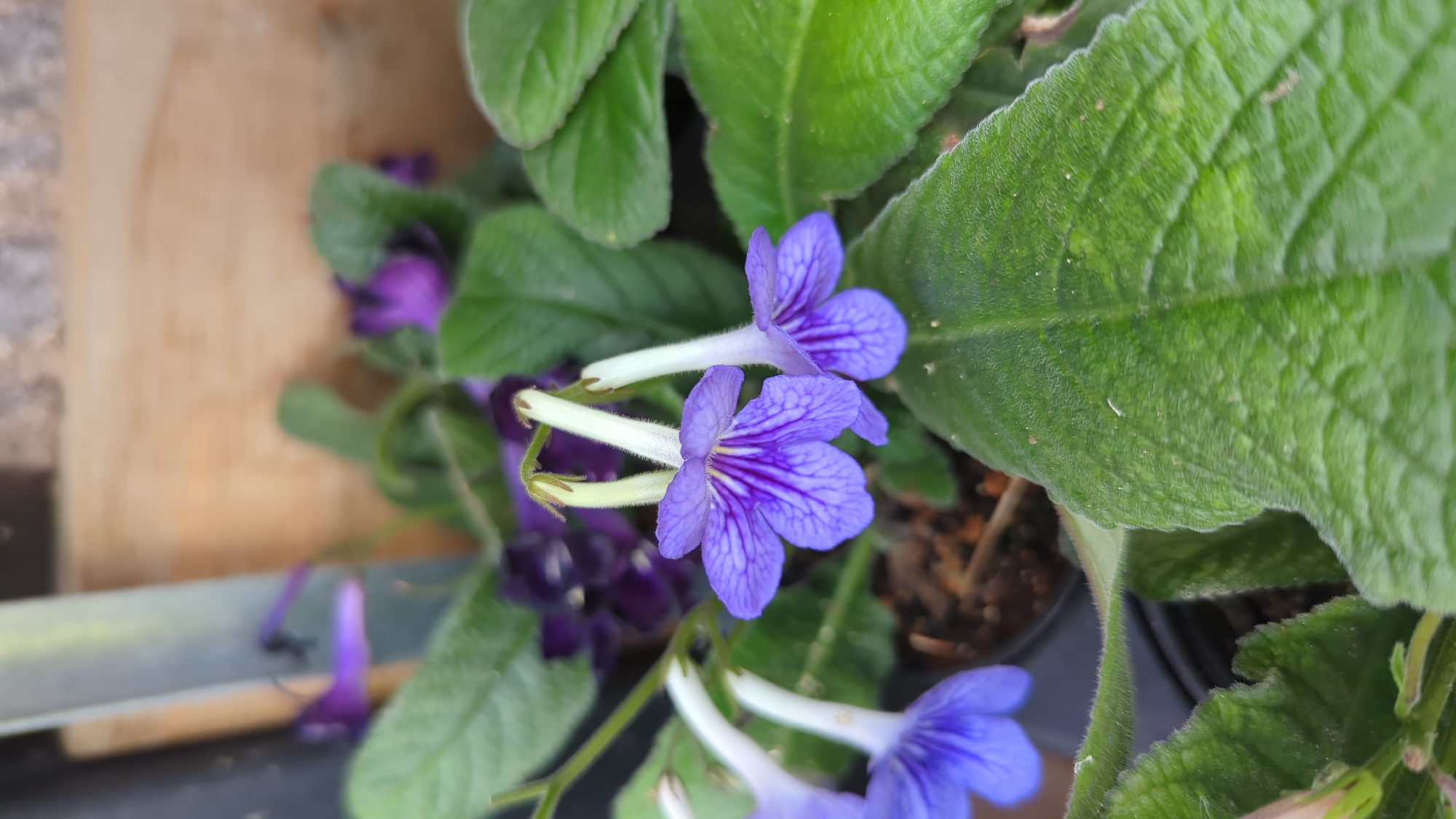 The image shows a close-up of several purple flowers with delicate, elongated petals and darker purple veins. The flowers are growing on a plant with vibrant green, textured leaves. In the background, out-of-focus, is a wooden surface and a hint of other purple flowers. There are no people or identifiable landmarks to place this scene within Laval, Canada. The setting appears to be a garden or a greenhouse.