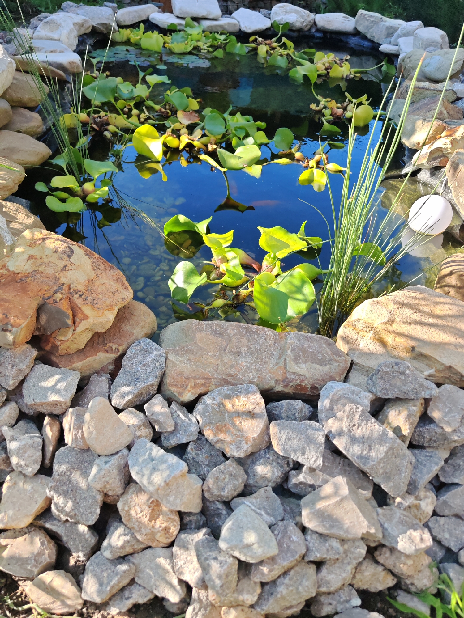 This is a high-angle, close-up, eye-level outdoor photograph of a decorative water pond in the city of Oktyabrskiy, Russia. The pond is filled with clear, dark blue water, reflecting the sky. The water contains several large, vibrant green lily pads and some smaller, yellowing lily pads. The pond is surrounded by various sizes of natural rocks, from small pebbles to larger, rough-hewn stones. Some of the larger rocks on the left side of the pond are a reddish-brown color, while the rocks in the foreground and on the right are predominantly grey and tan. Tall, thin green reeds or grasses grow in clumps from the water and along the edges of the pond. A white, spherical object, possibly a floating light or decoration, is visible on the right side of the pond. Two orange goldfish are visible swimming in the water. The overall scene suggests a well-maintained garden feature.