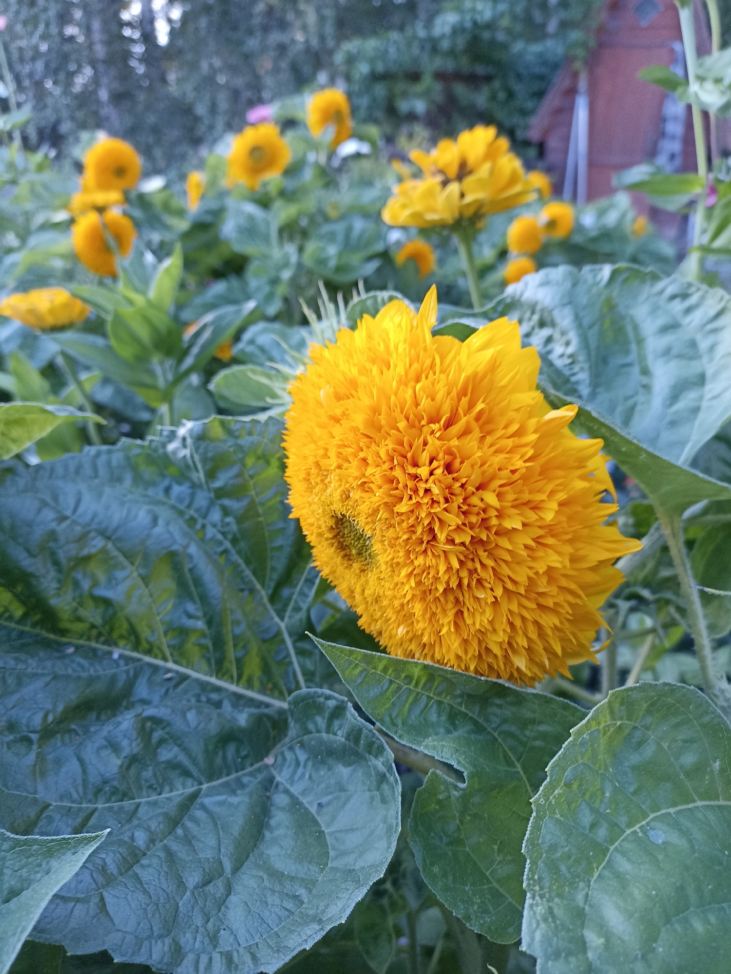 The image depicts a garden with numerous yellow sunflowers and large green leaves in the foreground. The sunflowers are in various stages of bloom, with some fully open and others still developing. The leaves are broad and textured, with a slight fuzziness along the edges. In the background, there are hints of trees and a wooden structure, possibly a shed or building. The lighting suggests it is either early morning or late afternoon. The scene appears to be a natural setting, likely a backyard garden. The location of Mochische, Russia, is not visually identifiable within the image itself.