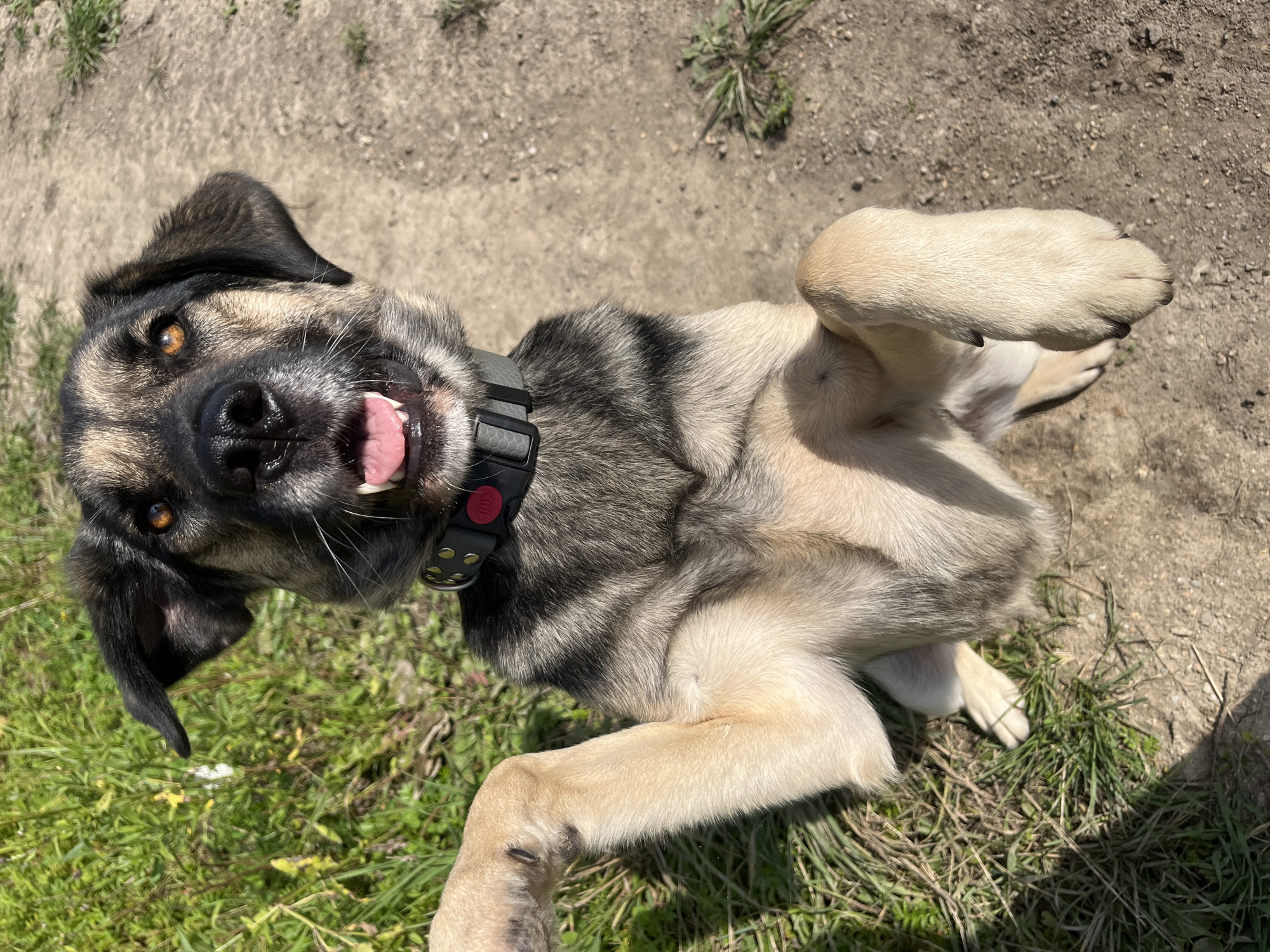 The image shows a medium-sized dog with tan and black fur sitting upright on a dirt path surrounded by grass. The dog is wearing a black collar with a pink tag. Its mouth is open, showing its tongue, and its eyes are open and looking forward. The dog's front paws are raised in front of its chest. The background consists of green grass and a dirt path. The scene appears to be outdoors in daylight. There is no indication of the location being Nizhny Tagil, Russia.