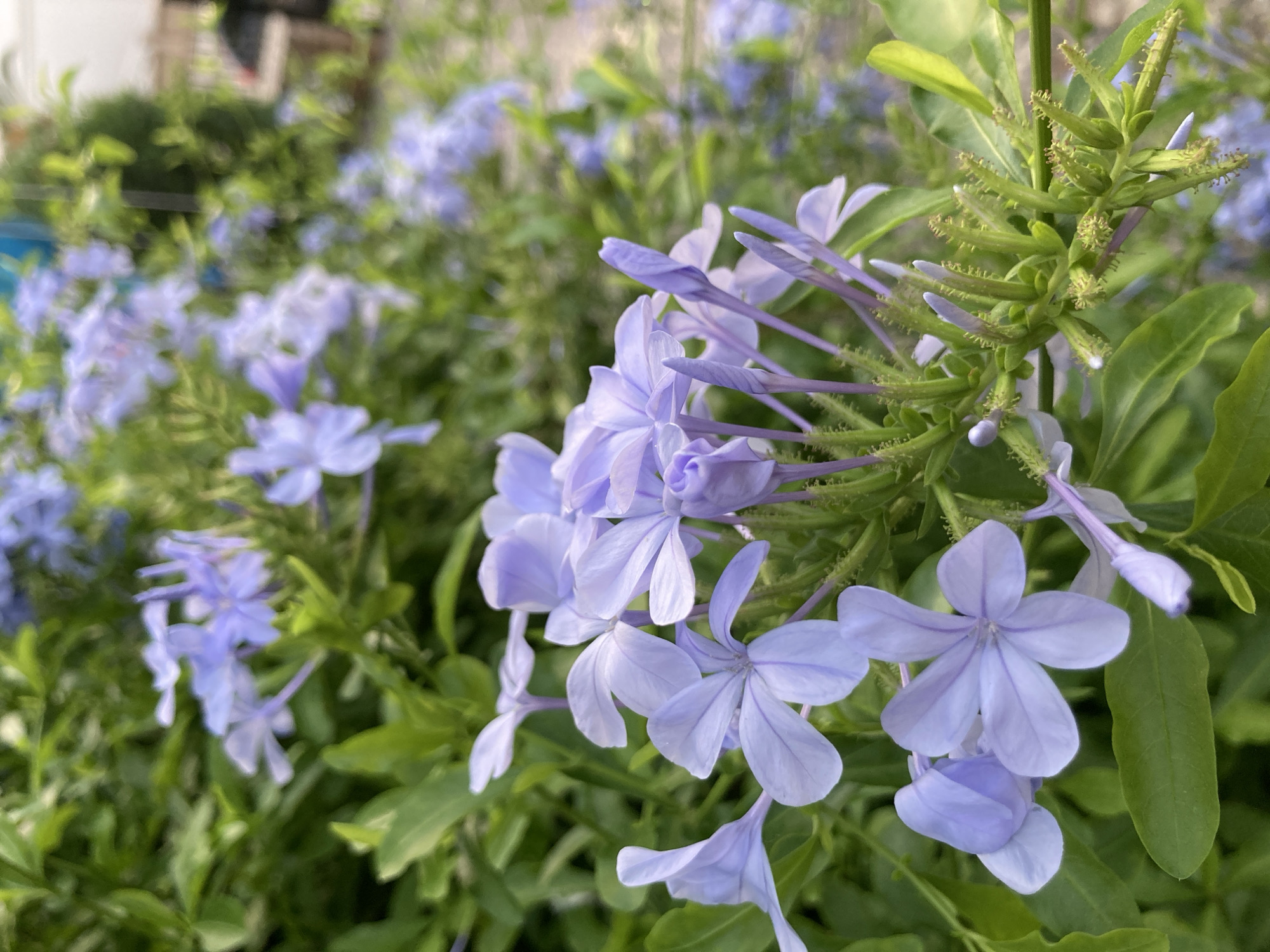 A close-up, eye-level shot focuses on a cluster of light purple flowers with five petals each, their delicate veins subtly visible. The flowers are on a green stem adorned with spiky buds and green leaves. In the background, more purple flowers and lush green foliage create a soft, blurred effect. To the right, a pathway is visible, suggesting an outdoor setting. The scene is devoid of people, and no specific actions or interactions are captured. The overall impression is one of a vibrant, natural bloom, likely found in a garden or park area within Palmanova, Spain.