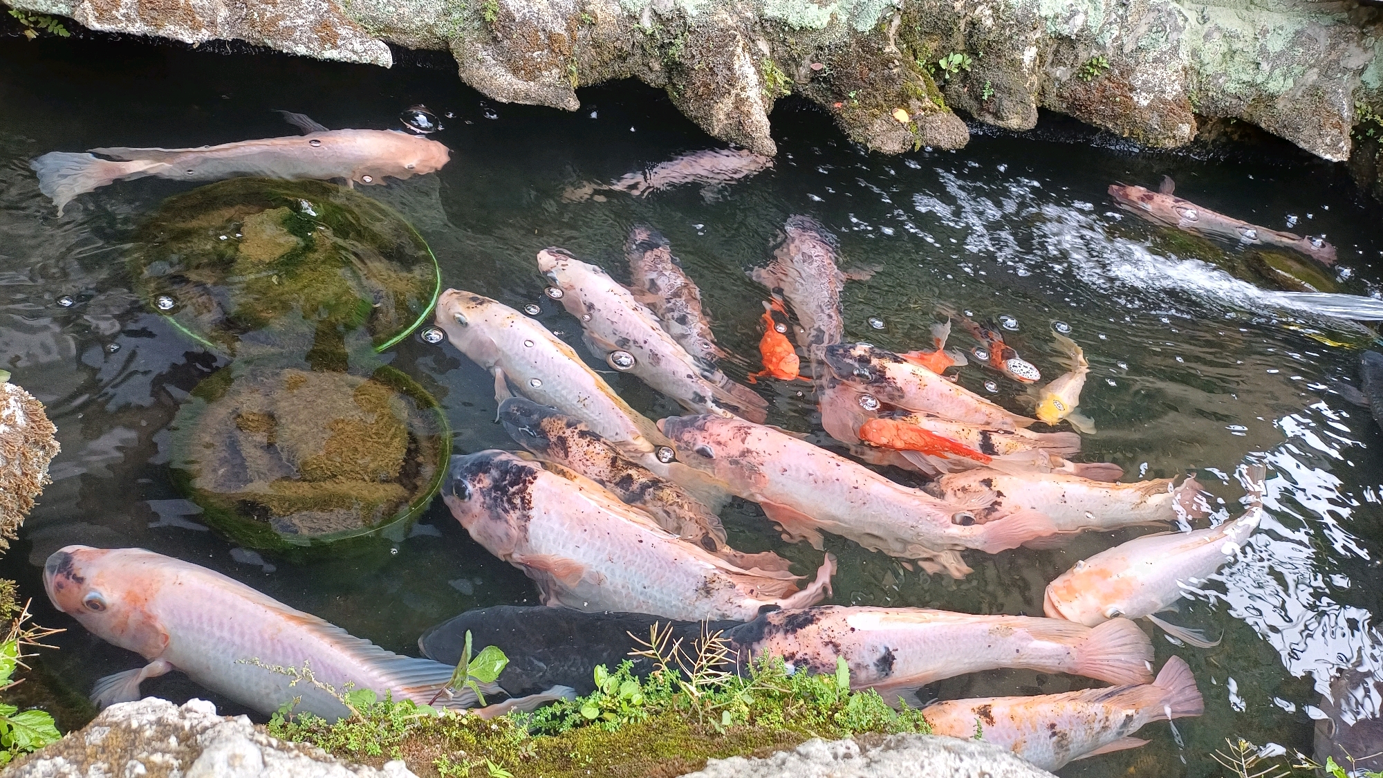 This is an overhead, eye-level, medium shot of a pond in the city of Wonokerso, Indonesia, filled with numerous koi fish. The pond is surrounded by rough, textured rocks covered in moss and some small green plants. The water is dark and murky, with small bubbles visible on the surface.
The koi fish are varied in color, with many being light pink or white with some black markings, and a few smaller, bright orange ones. They are swimming in various directions, with some appearing to be close to the surface and others deeper in the water. One large, light pink koi is particularly prominent in the foreground, facing towards the left side of the frame. In the center of the pond, partially submerged, is a round, green mesh basket covered in green algae and some brownish sediment.
The environment suggests a well-maintained pond, possibly in a garden or park setting within Wonokerso, Indonesia. The lighting is natural, creating reflections on the water's surface. There are no people visible in the image.