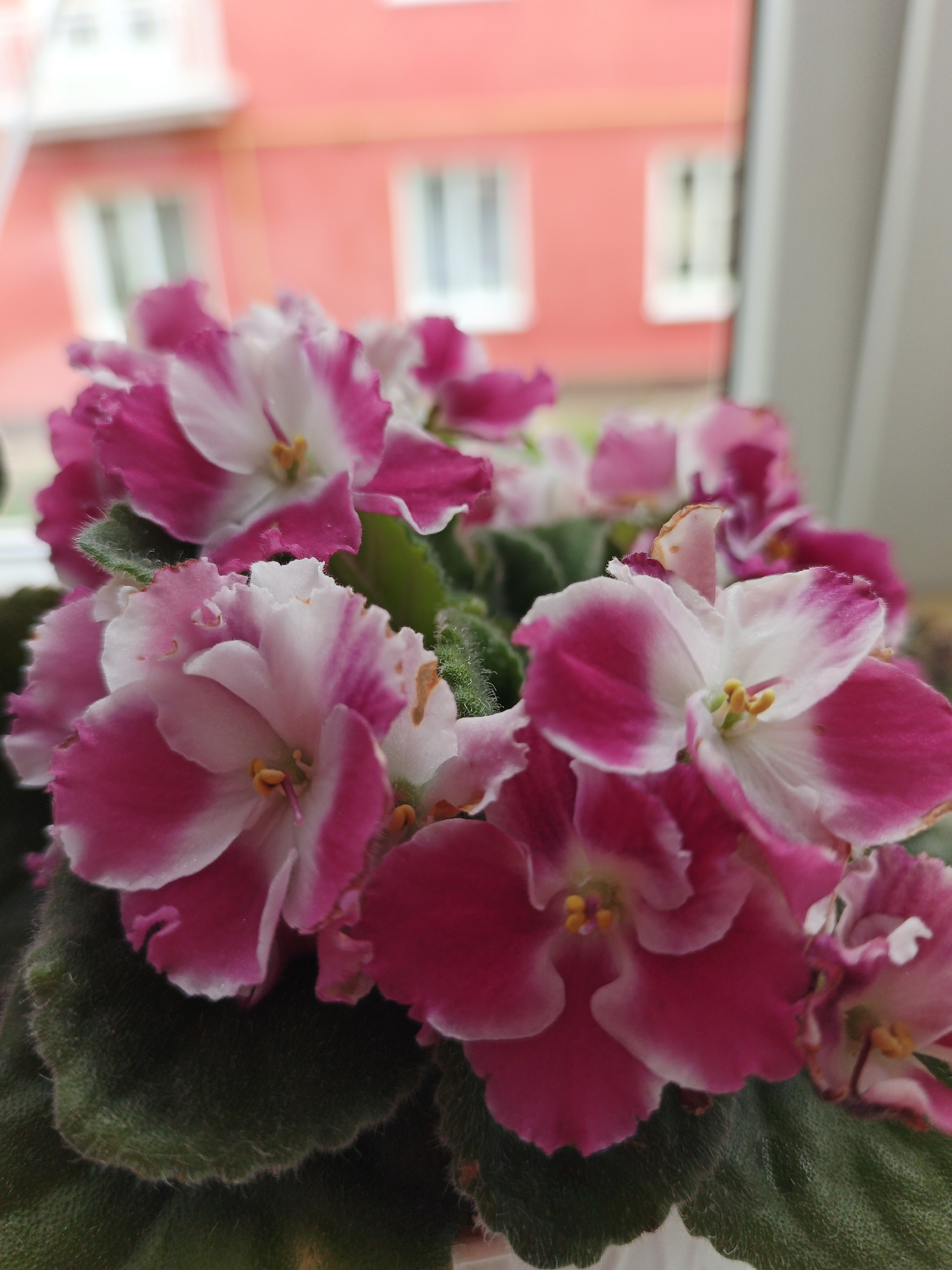 A close-up, eye-level, medium shot captures a cluster of pink and white African violets blooming vibrantly. The flowers exhibit delicate, ruffled petals with deep pink edges transitioning to white centers. Yellow stamens are visible within each bloom. The leaves of the plants are a deep, fuzzy green, with the texture of the leaves and the velvety petals being a focal point.
In the blurred background, a bright coral-pink building with white-framed windows is visible, suggesting an urban or semi-urban environment. The presence of a window frame on the right side of the image indicates the violets are likely placed near a window, possibly indoors. The overall lighting suggests natural daylight, casting a soft glow on the flowers.
While the specific location in Medvedyovka, Russia, cannot be definitively determined from the visual cues alone, the presence of building architecture and the type of flora are consistent with a domestic or garden setting in a temperate region. No people or animals are present in the frame.
