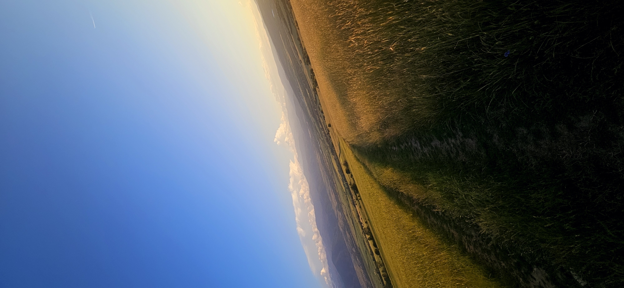 A vertical, slightly tilted shot shows a vast field of golden wheat under a bright blue sky, with a path winding through the center of the frame. The sun, low in the sky and to the right, casts long shadows across the field. In the distance, a range of hazy mountains is visible, their peaks fading into the soft light. A few white clouds drift near the horizon, adding depth to the serene landscape. The foreground is dominated by the textured stalks of wheat and the dark, earthy path, suggesting a rural or agricultural setting.