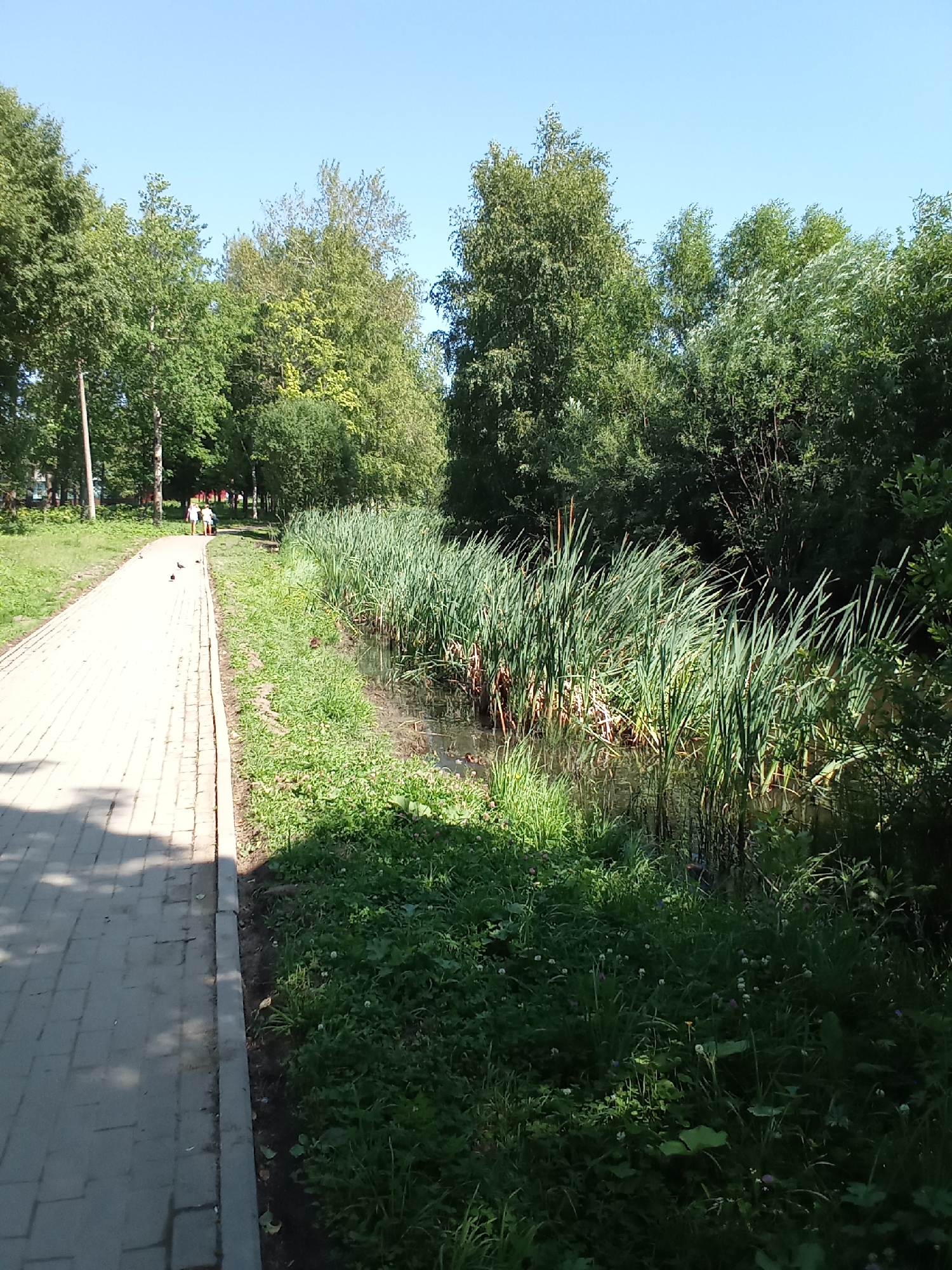 The image depicts a paved walkway bordering a narrow canal filled with reeds. Several trees line the far side of the canal, with a clear blue sky overhead. On the walkway, a few people are visible walking in the distance, and two pigeons are present in the foreground. The scene appears to be a park or a residential area, possibly in Belozersk, Russia, given the context.