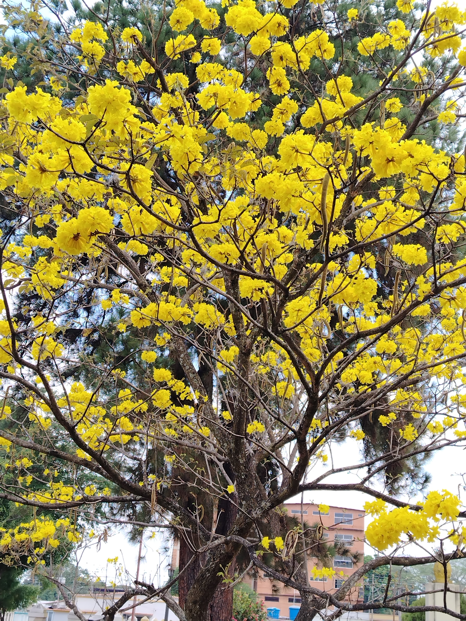 The image depicts a vibrant yellow flowering tree in Tinaquillo, Venezuela. The tree dominates the foreground, its branches filled with clusters of bright yellow blossoms. The background is a mix of greenery, partially obscuring buildings and infrastructure. At the base of the image, there is a road and a building with multiple windows. The sky is visible in some areas through the foliage.