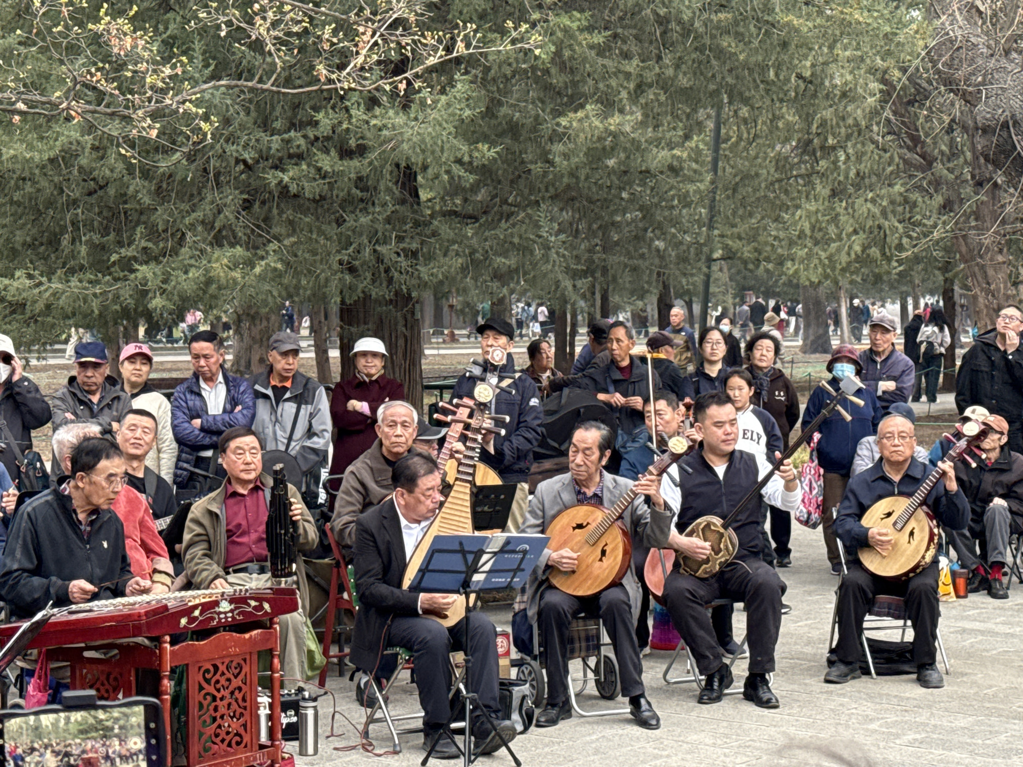 This image depicts an outdoor musical performance in a park within Dongcheng District, China. Eight adult male musicians, predominantly elderly, are seated on folding chairs in the foreground, actively playing traditional Chinese instruments. Specifically, from left to right, one individual operates a yangqin on a red ornate stand, followed by a Pipa player utilizing a black music stand, then three Ruan players, an Erhu player, and a musician holding a sheng. The performers are dressed in various casual jackets, shirts, and vests. Behind the musicians, an audience of approximately 30-50 individuals, composed of adults and elderly men and women in casual clothing, stand and observe the event. The environment features a dense backdrop of trees, some evergreen and others exhibiting early spring foliage. The ground in the immediate foreground is a paved surface, transitioning to natural ground cover under the trees further back. A smartphone, held by an unseen individual, is visible in the lower-left corner, actively recording the performance.