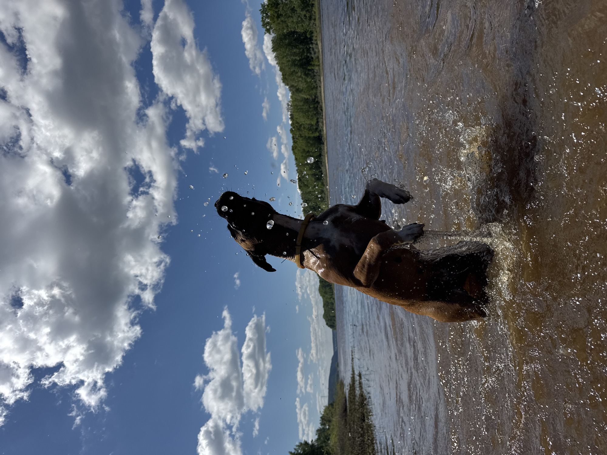 A brown dog is depicted mid-leap in murky water, its head tilted back, with water spraying from its mouth. The dog is in a river with lush green trees lining the opposite bank. The sky is bright blue with scattered white clouds. The scene appears to be a natural, outdoor setting. The location is not specified in Chaikovsky, Russia.