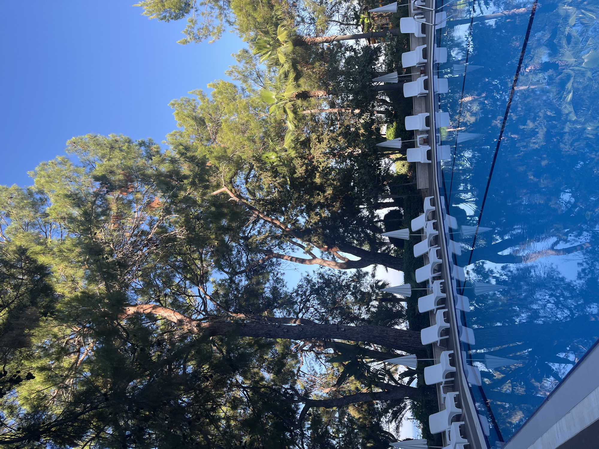 A clear blue sky is visible above a row of tall green pine trees and palm trees. In the foreground, a bright blue swimming pool reflects the surrounding foliage. White lounge chairs and closed white umbrellas are arranged along the edge of the pool. The scene appears to be a resort or hotel in Alanya, Turkey, given the vegetation and amenities.