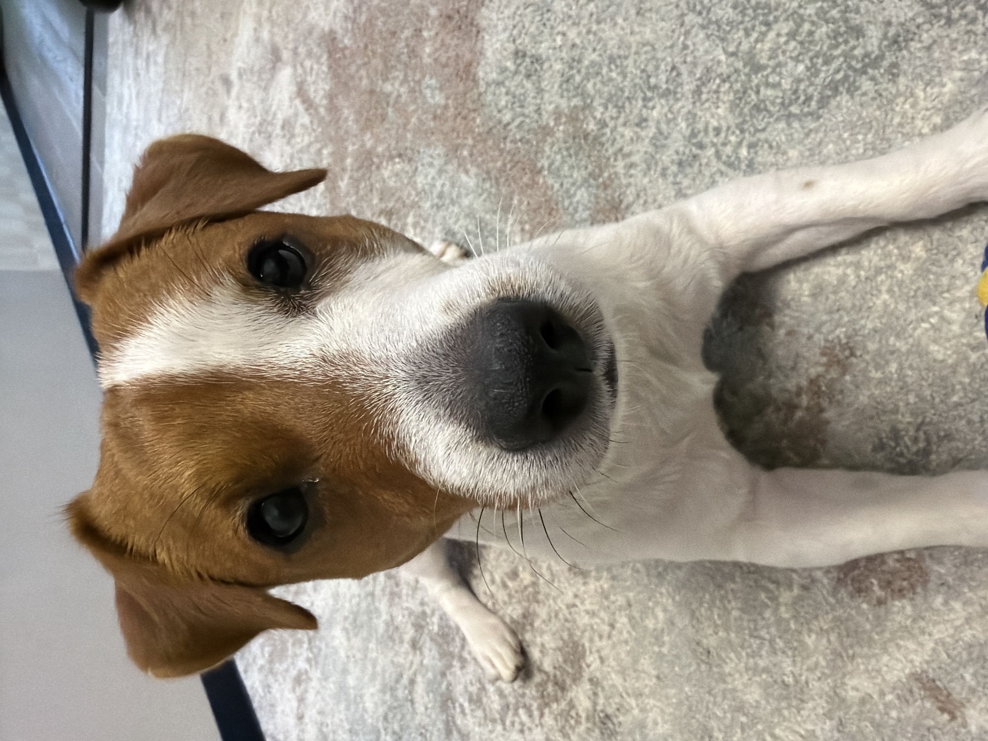 The image is a close-up, overhead shot of a Jack Russell Terrier lying down on a textured rug. The dog is primarily white with brown markings on its head and ears. Its head is tilted slightly, and its dark eyes are looking directly at the camera. The dog's nose is black and wet, with long, white whiskers. Its ears are floppy and triangular, with brown fur on the outside and lighter fur on the inside. The rug appears to be a light grey color with a subtle pattern of darker grey and beige tones, possibly a shag or textured weave. The background is largely out of focus, but hints of furniture or a wall can be seen on the left. The lighting suggests an indoor setting, possibly during the daytime given the brightness. The overall impression is one of a curious and attentive dog, captured in a relaxed pose. No text is visible in the image.