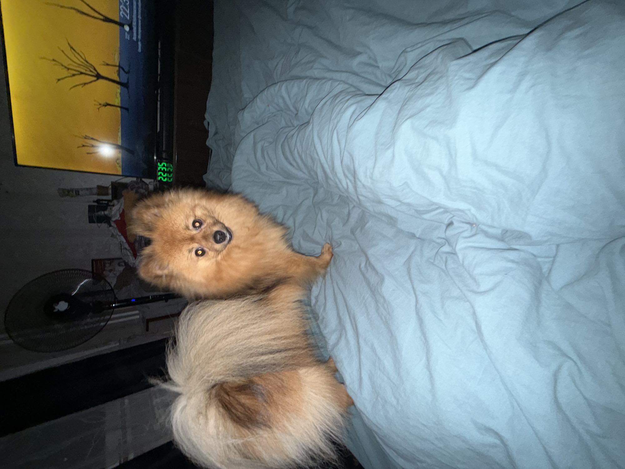 A medium-shot depicts a tan Pomeranian dog lying on a light blue bedsheet. To the left, a television displays a yellow screen with black tree branches. A digital clock shows "22:35". A black electric fan is positioned near a dark marble-patterned wall. The location is Khimki, Russia.