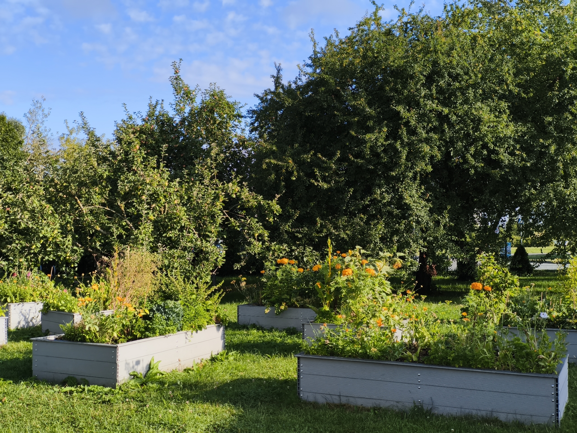 The image depicts a sunny day in Tallinn, Estonia, likely in an urban garden or park setting. In the foreground, several elevated garden beds, constructed from light gray composite material, are filled with a variety of green plants and vibrant orange flowers. These raised beds are arranged on a well-maintained lawn. Behind the garden beds, lush green trees form a dense backdrop, some appearing to be fruit trees with hints of red fruit visible. The sky above is a clear blue with scattered white clouds. The overall scene suggests a tranquil and cultivated outdoor space.