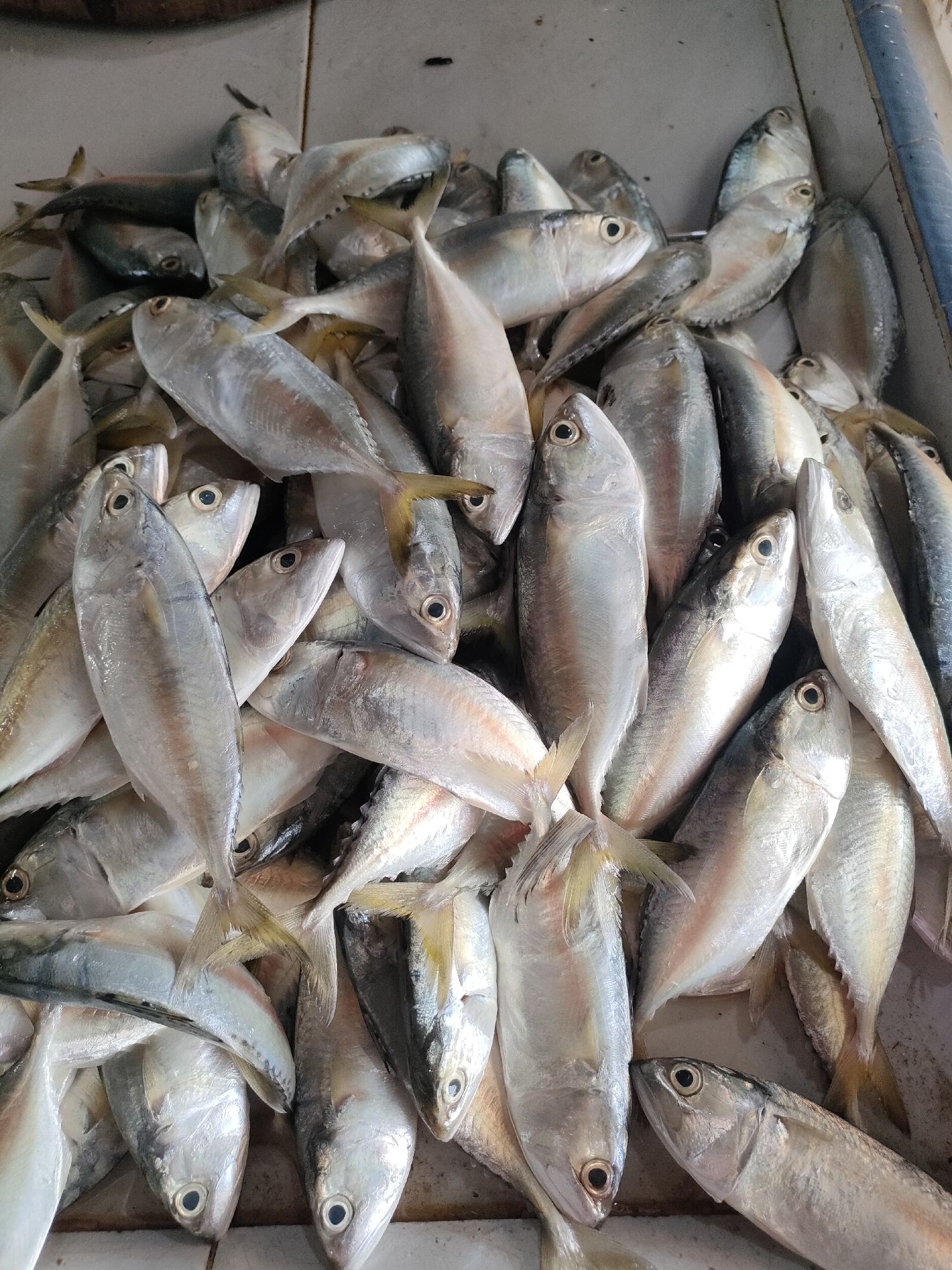 A top-down, medium shot captures a large quantity of freshly caught fish, likely mackerel or sardines, displayed in a market stall in Sungailiat, Indonesia. The fish are packed tightly together, with their silvery bodies reflecting the overhead lighting. Some fish are oriented head-first, while others are arranged tail-first, creating a textured, overlapping pattern. The fish appear to be whole, with heads, tails, and fins intact. They are lying on a flat, possibly tiled surface, with a hint of a blue plastic barrier visible along the right edge of the frame. The overall impression is one of abundance and freshness, characteristic of a bustling local fish market. The lighting is natural and diffuse, highlighting the natural sheen of the fish. No people are visible in the frame.
