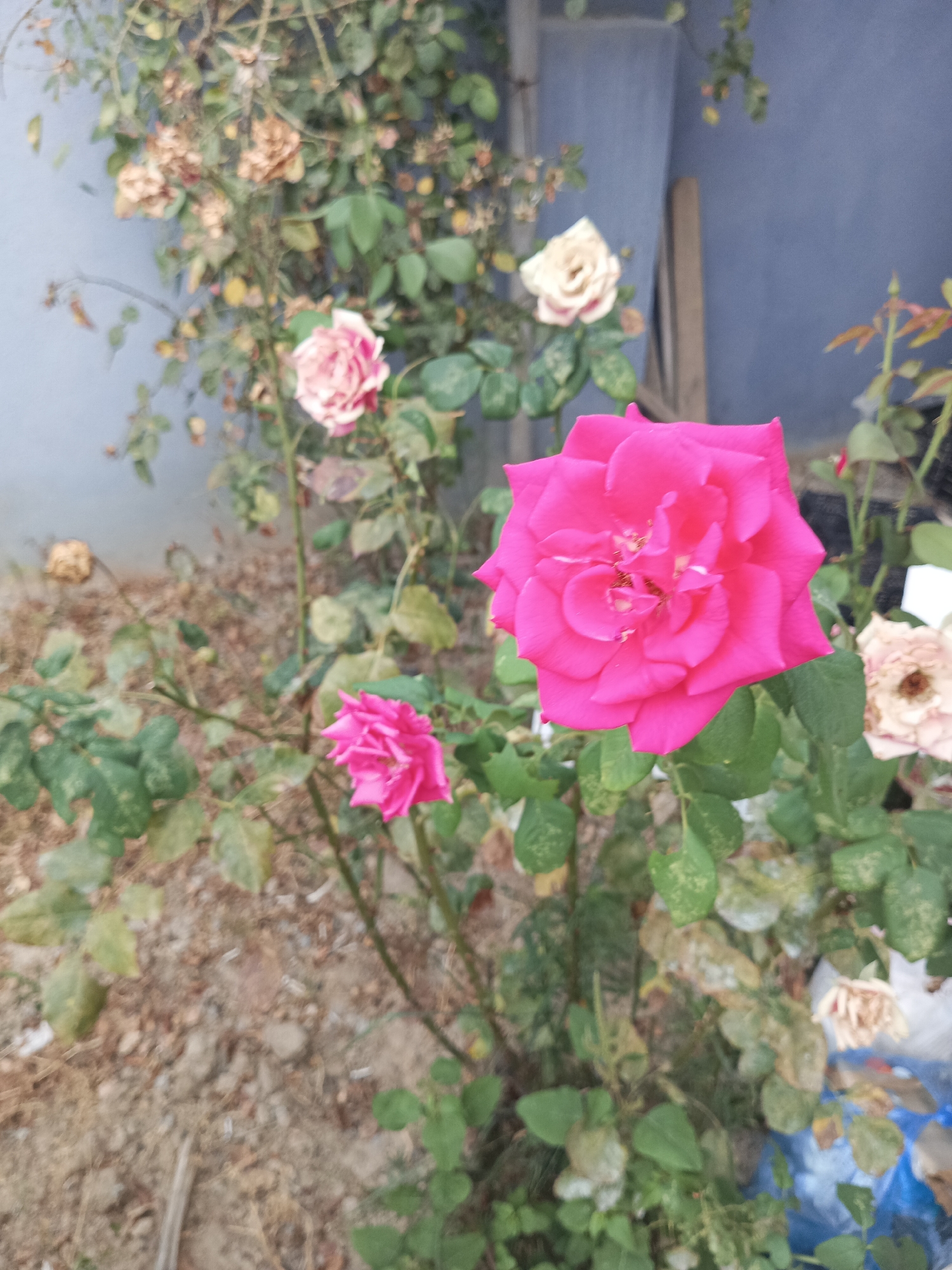 A close-up shot showcases a vibrant pink rose in full bloom, positioned slightly off-center to the right. Its petals are a rich, saturated hue, with delicate lighter pink tones around the edges. The rose is the primary focal point, with the rest of the image slightly out of focus, creating a soft bokeh effect.
Surrounding the prominent rose, a rose bush with lush green leaves is visible. Several other roses in various stages of bloom and decay are scattered throughout the scene. Some are a pale pink, while others appear dried and faded, with brown and beige tones. A few of these less vibrant blooms are partially obscured by foliage.
In the background, a muted blue wall serves as a backdrop. To the left of the wall, a weathered wooden plank stands vertically. The ground beneath the rose bush is a mixture of dry soil, small stones, and fallen leaves. Hints of other plants and debris are visible in the surrounding area, suggesting a somewhat unkempt garden setting. The overall lighting suggests it might be daytime, possibly overcast, as there are no strong shadows. The scene does not contain any people or animals.