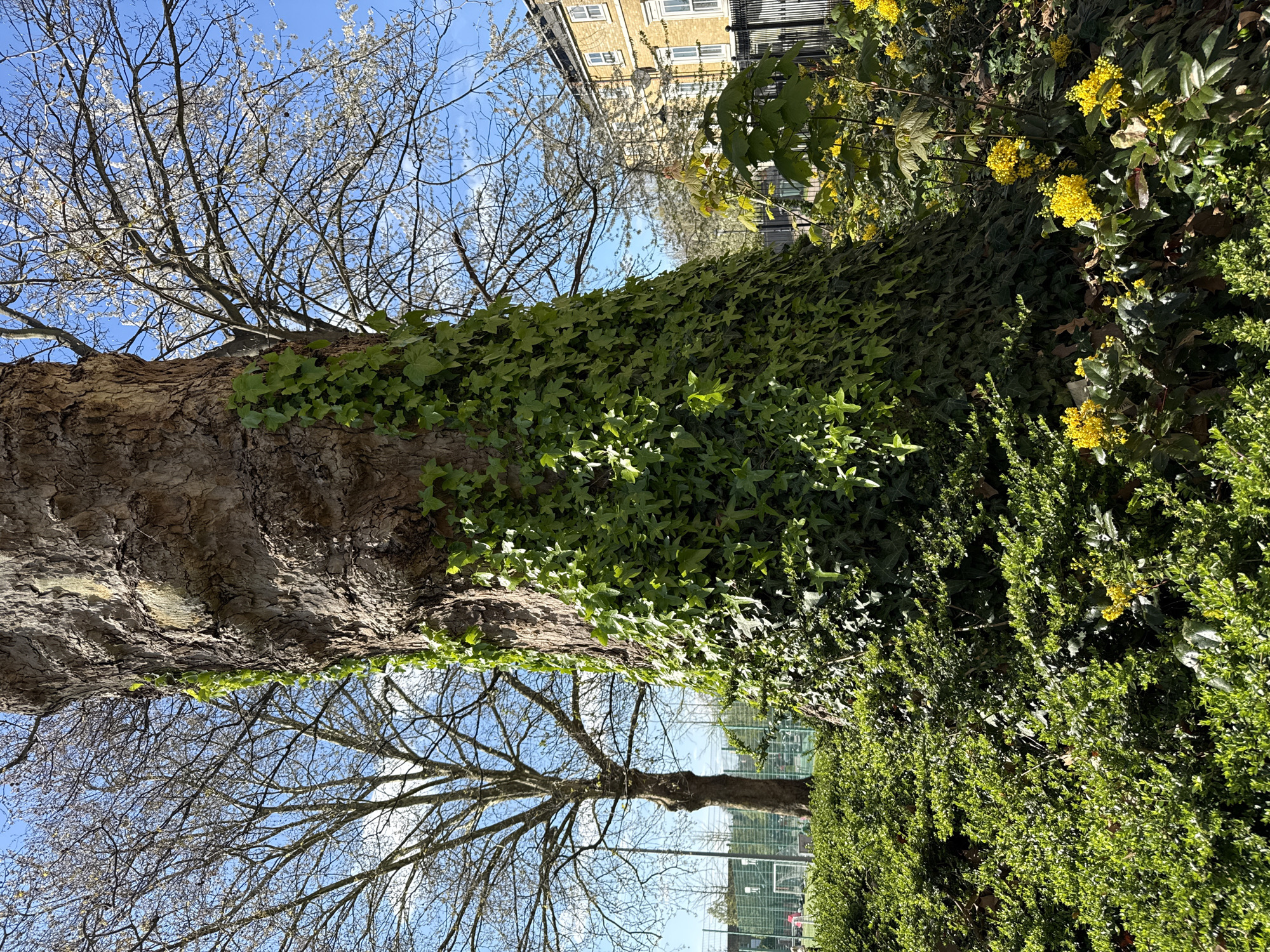 The image depicts a tree trunk heavily covered in ivy, flanked by a dense bush with clusters of yellow flowers. Above the tree, a network of bare branches stretches against a bright blue sky. A building with yellow brickwork can be seen in the background. In the lower portion of the image, another tree stands, similarly branching against the sky. A section of green hedge and a building with green paneling are visible in the background, suggesting an urban park setting. Based on these details, the location is likely within the city of London, United Kingdom.