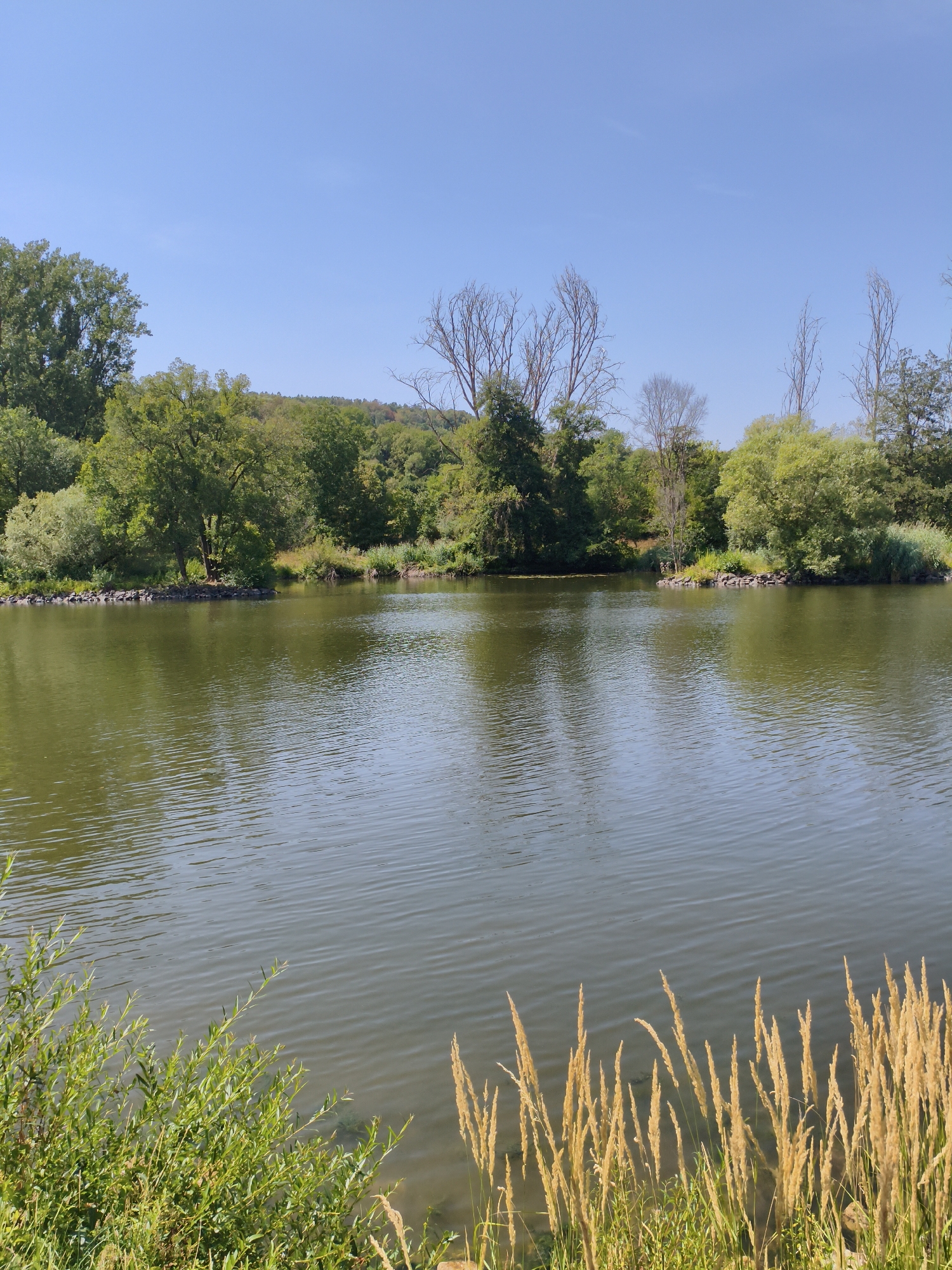 The image depicts a scenic view of a body of water, likely a river or lake, on a clear, sunny day in Sommerhausen, Germany. The water's surface is calm with subtle ripples reflecting the bright blue sky above. Along the far bank, a dense line of lush green trees and foliage forms a natural barrier, with some bare, skeletal trees interspersed, suggesting a mix of deciduous and possibly some dead or dormant trees. The terrain gently slopes upwards behind the trees, indicating a hilly landscape. In the foreground, the right side of the frame features tall, dry, golden grasses catching the sunlight, adding texture and color to the scene. On the left foreground, vibrant green foliage and plants grow along the water's edge. Small rocky outcrops are visible along the water's edge in the middle ground, breaking up the shoreline. The overall impression is one of a tranquil, natural environment within or near the town of Sommerhausen. No people or animals are visible in the image.