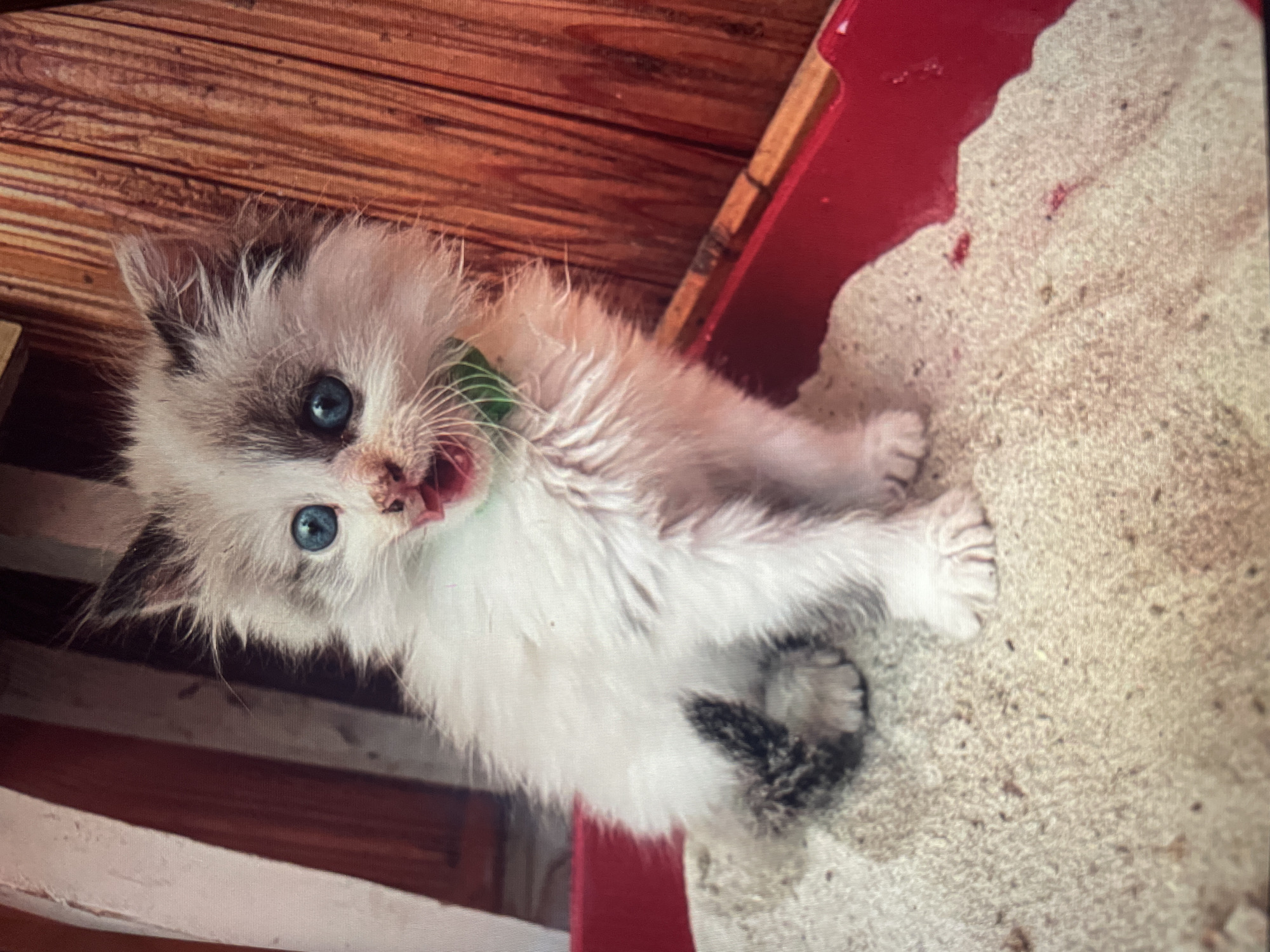 A fluffy, white and grey kitten with bright blue eyes sits in a red litter box filled with sand. The kitten is wearing a green collar and has its mouth open, appearing to be vocalizing. Its fur is disheveled, and its tail has black markings. The background consists of wooden planks. The scene is located in Shpykolosy, Ukraine.