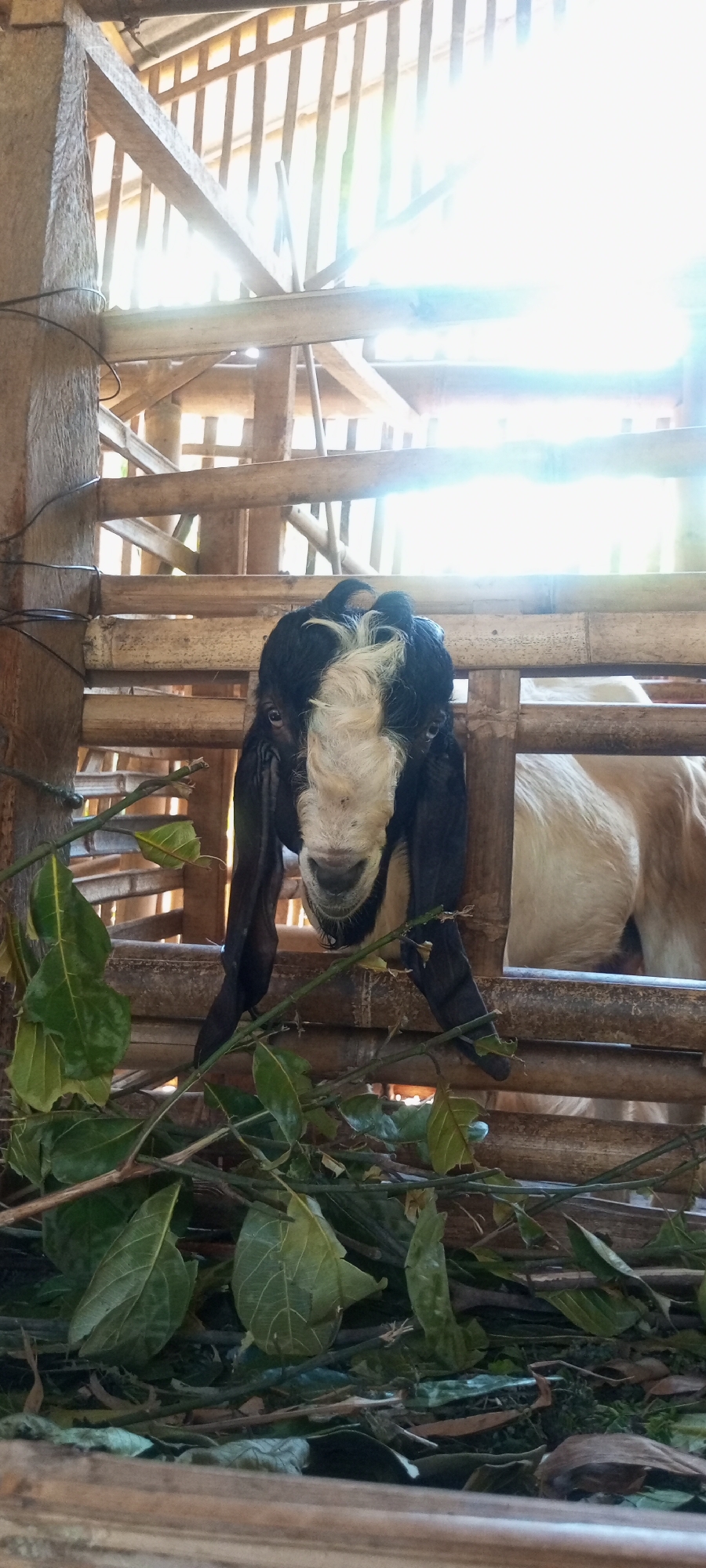 The image depicts a close-up view of a goat's head in what appears to be a rustic wooden enclosure. The goat has black and white markings on its face and long, floppy ears. It is positioned behind a fence made of horizontal wooden poles and vertical bamboo slats. Green leaves and branches are in the foreground, obscuring part of the goat's face and the lower portion of the enclosure. In the background, another goat, primarily white or light brown, is visible within the enclosure, its body partially seen through the fencing. The lighting suggests daylight, with bright light filtering through the structure from above, creating some lens flare and overexposure in the upper part of the image. The environment appears to be an animal pen or stable, constructed from natural materials like wood and bamboo. The overall impression is of a rural setting, likely a farm or a similar agricultural establishment. Based on the provided information, this scene is located in the city of Kasemek, Indonesia.
