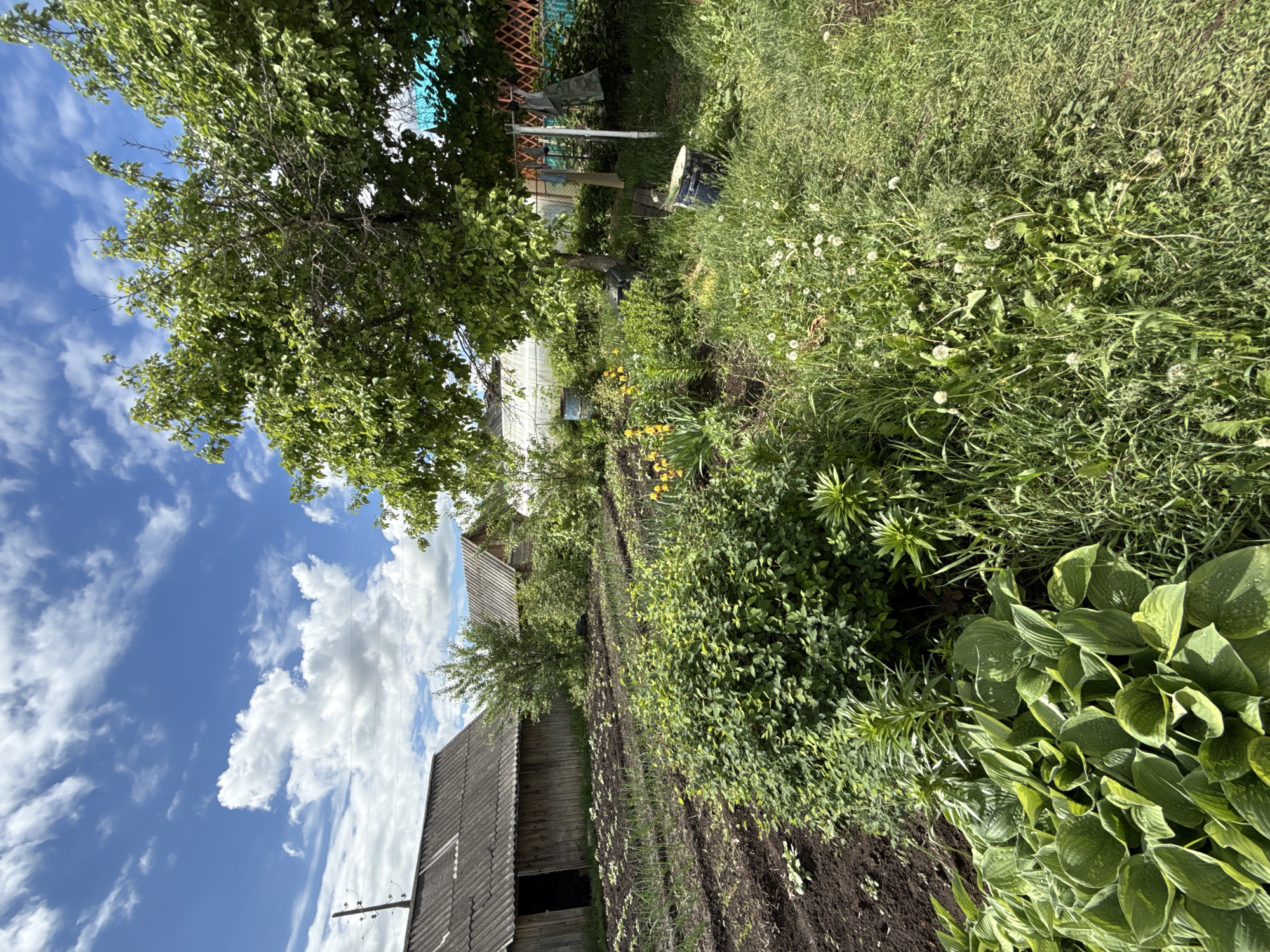 The image shows a rural scene in Sludka, Russia. A wooden structure, likely a shed, with a corrugated roof stands on the left. Behind it, a residential building is partially visible. A large tree with dense green foliage dominates the upper left. A garden with rows of cultivated soil is in the foreground, bordered by lush green plants, including hostas. The right side of the image is overgrown with grass and weeds. A clothesline and other objects are visible in the background. The sky is blue with scattered white clouds.