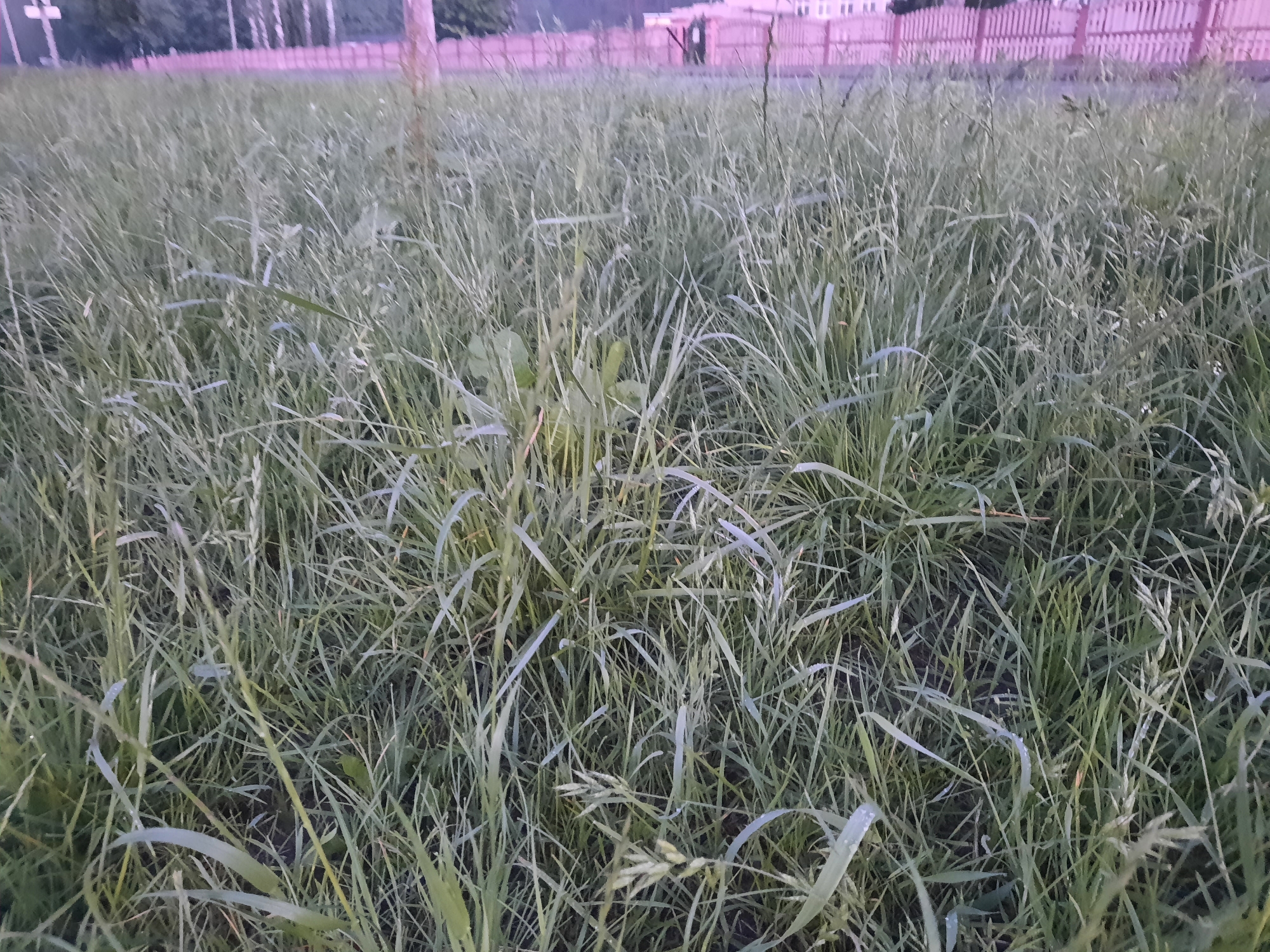 The image depicts a close-up view of tall, green grass in an outdoor setting. The grass is dense and appears somewhat overgrown, with individual blades varying in height and thickness. Some blades have a slightly silvery sheen, possibly due to dew or light reflection. In the background, a blurred pink wooden fence is visible, with hints of trees and buildings beyond it. The overall impression is of a natural, unmanicured area, likely a meadow or unkempt lawn. There are no people or animals present in the image.
