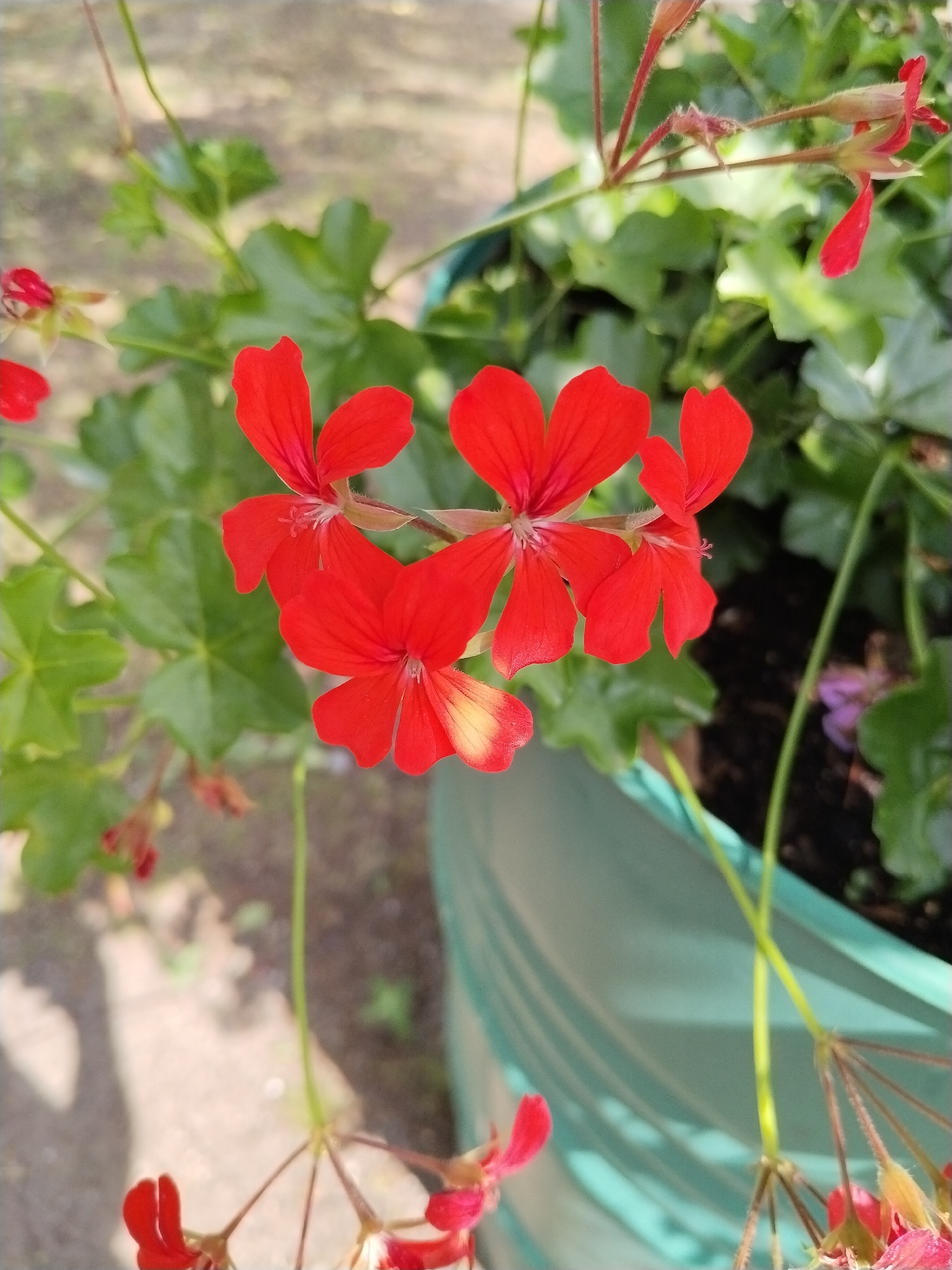 This is a close-up, eye-level photograph of a cluster of vibrant red geranium flowers in a green planter. The flowers are the primary focus, with their delicate petals and fuzzy stems visible. Behind the flowers, lush green leaves and a portion of the green planter are visible. The background is out of focus, showing a blurry light brown and gray textured surface, possibly a ground or pavement, with some shadows cast upon it. The lighting suggests it is daytime, with sunlight illuminating the flowers and creating subtle highlights and shadows. The scene appears to be in an outdoor setting, likely a garden or balcony. There are no people, animals, or specific landmarks visible that would indicate a precise location within the Гожскі сельскі Савет, Belarus, beyond it being an outdoor area with potted plants. The overall impression is one of natural beauty and simple garden aesthetics.