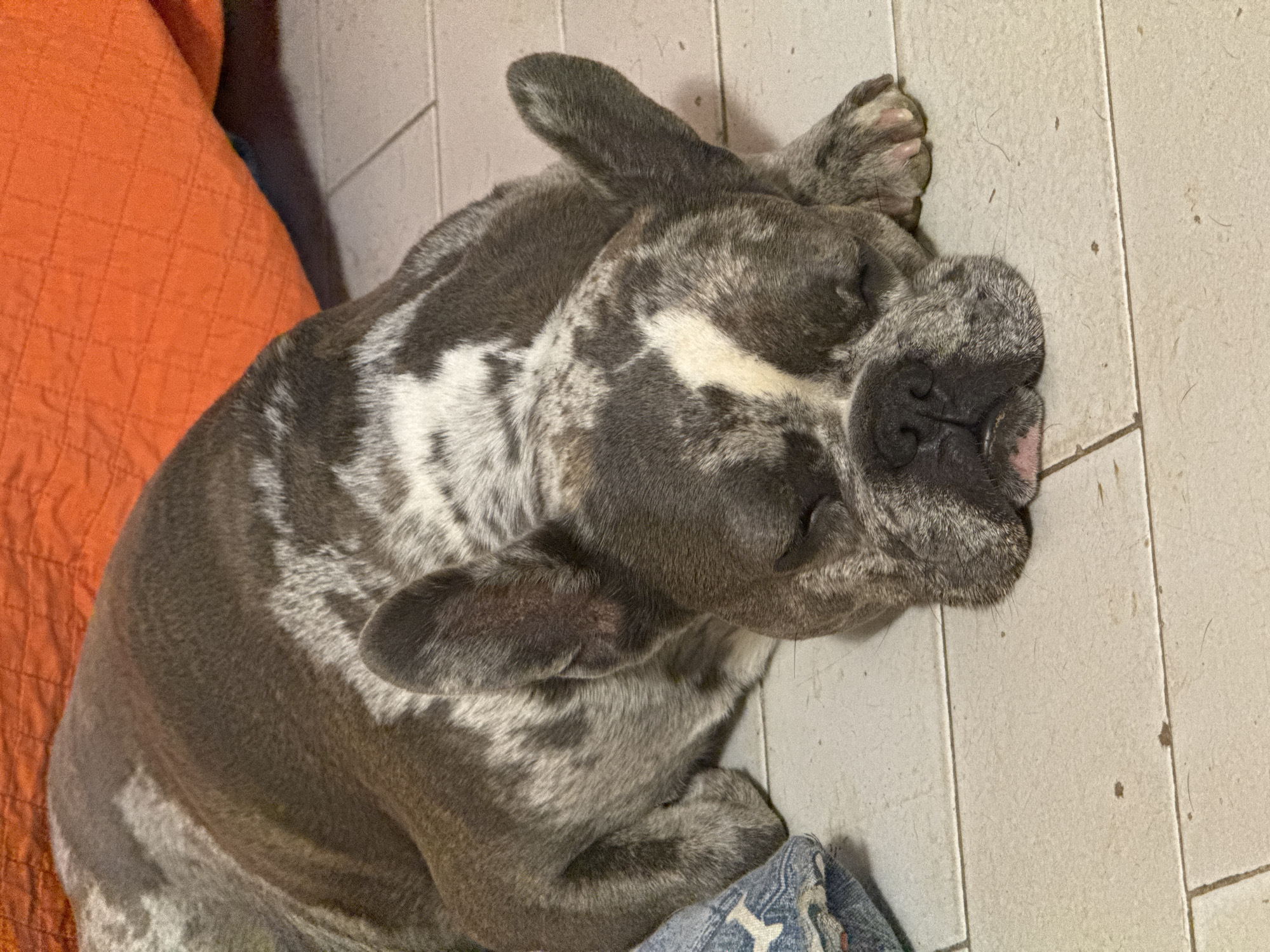 A brindle French Bulldog is sleeping on a tiled floor. The dog's head is resting on the floor, and its eyes are closed. The dog has a gray and white coat with dark brindle markings. To the left of the dog is a blue pillow with a white star pattern. In the background, an orange quilted surface is visible. The scene appears to be indoors. The image does not contain information that allows for its location to be identified as San Benedetto del Tronto, Italy.