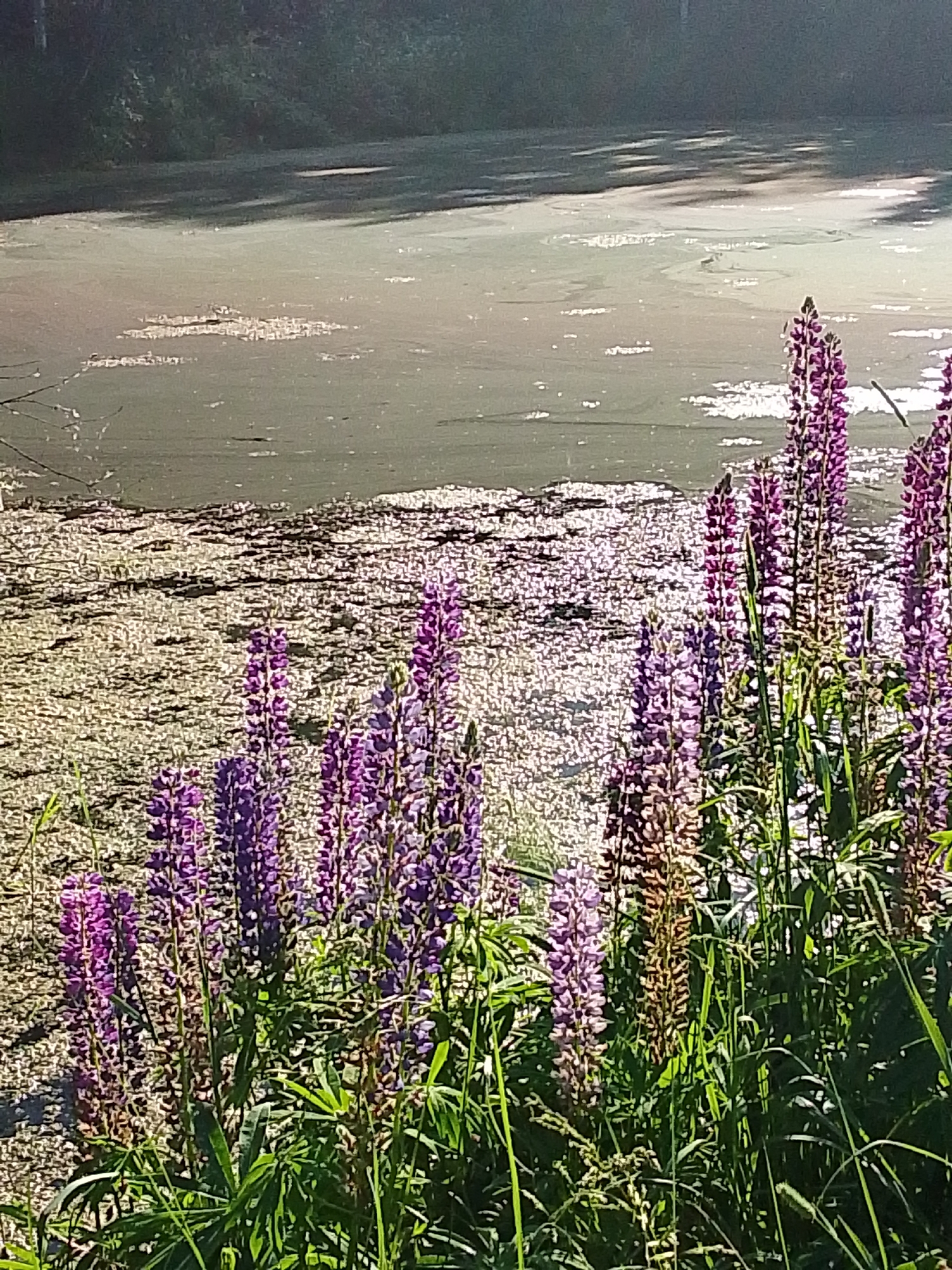 In Snopok Novyi, Russia, an outdoor scene captures a body of water with a dark, tree-lined background. In the foreground, several tall purple lupine flowers stand in bloom, their spiky flower heads reaching upwards. The water's surface is covered with a thin layer of algae and debris, with patches of sunlight reflecting off it. Lush green grass surrounds the base of the flowers, adding to the natural setting.