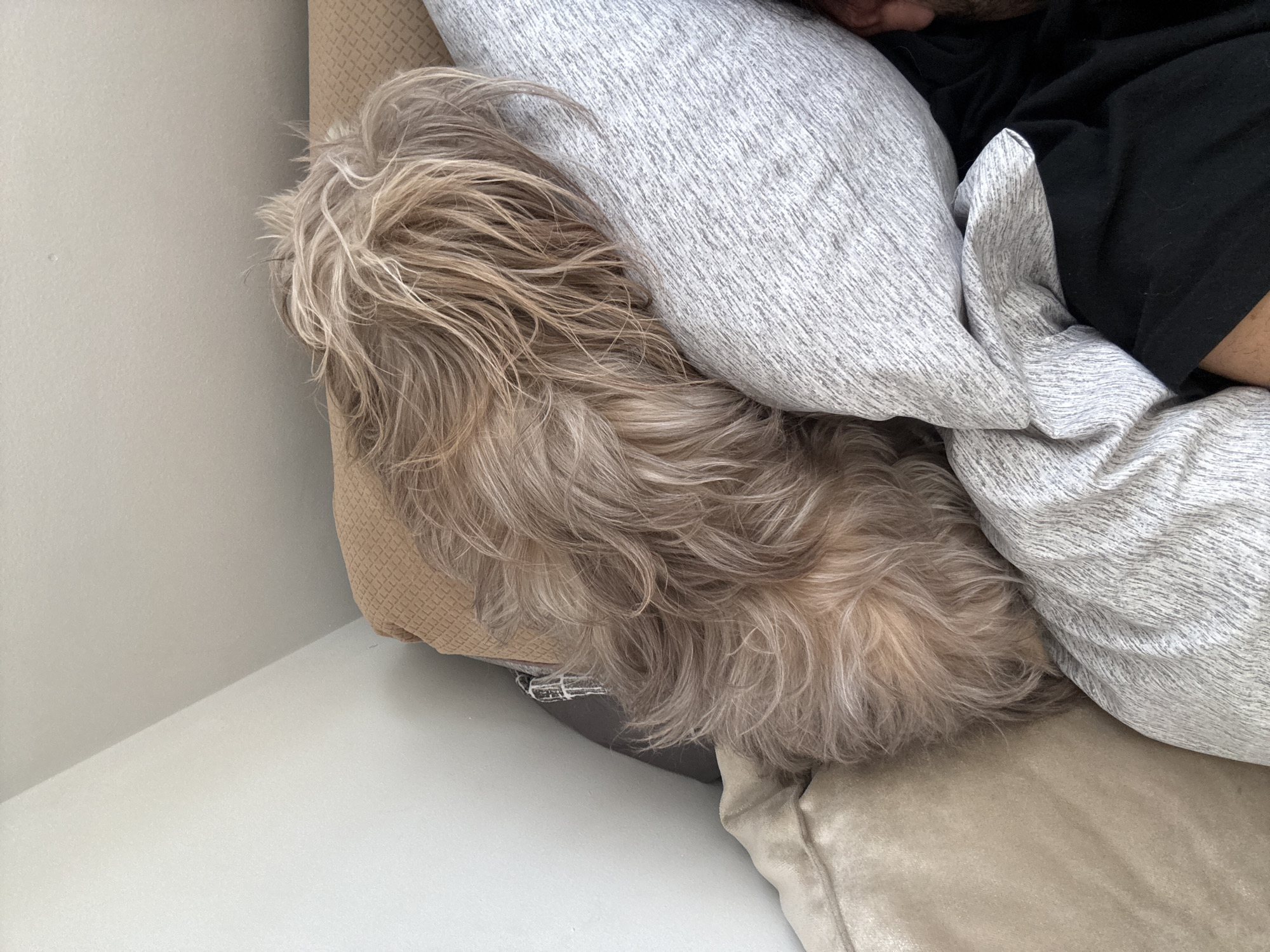 A person is lying in bed with a dog. The dog, which has long, shaggy, light-brown fur, is nestled next to the person and partially covered by a grey patterned pillow. The person is wearing a black shirt. The bed has multiple pillows of different colors. The location is not discernible from the image.