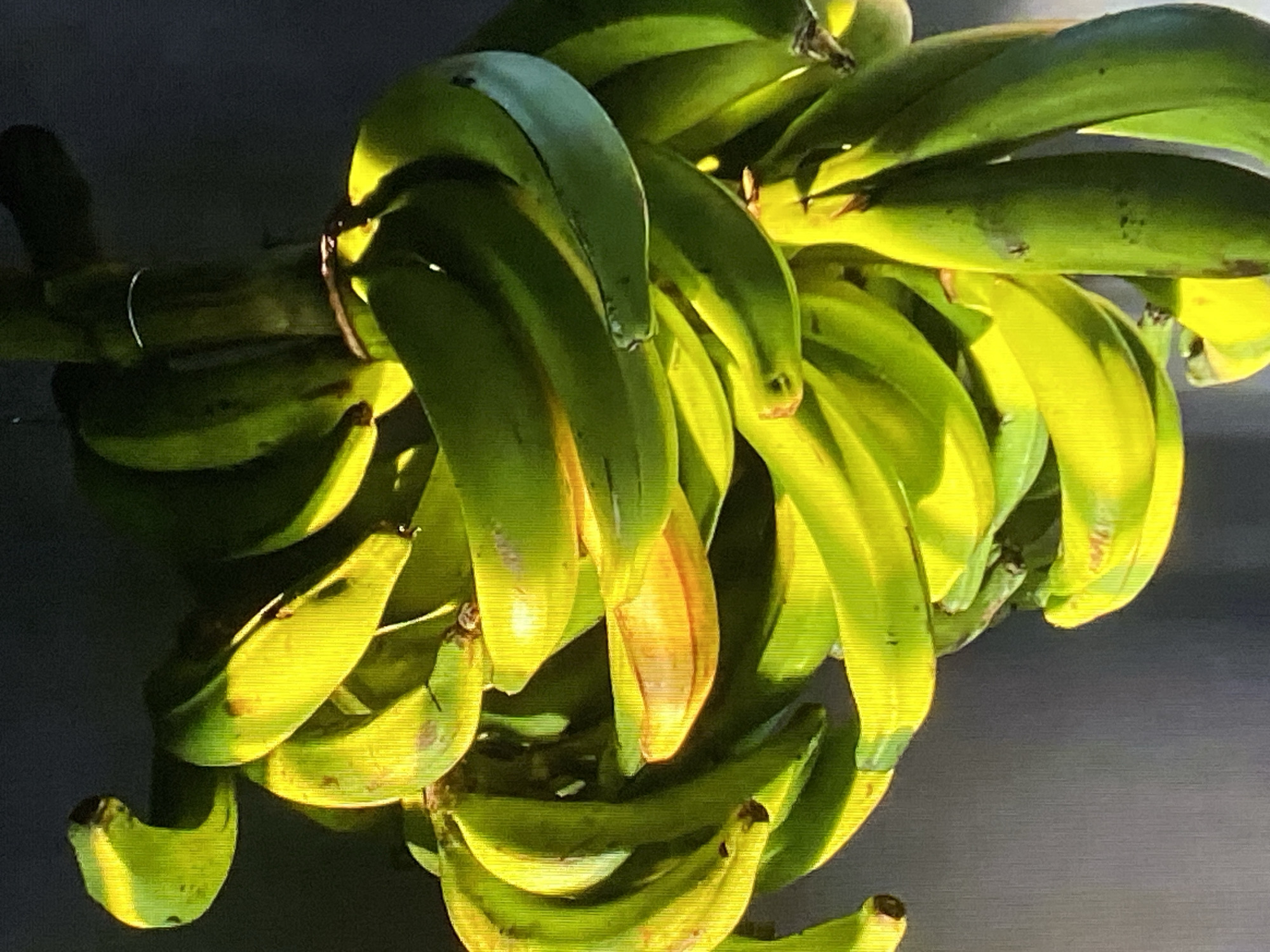 The image shows a bunch of green bananas hanging in front of a dark background. The lighting suggests an indoor setting with artificial light illuminating the bananas from the side. Some of the bananas have slight yellowing, indicating they are ripening. There are no people or animals visible in the image. The scene is still and does not depict any action. The provided crops offer closer views of the bananas, highlighting their texture and color variations. There is no information in the image to indicate the location in Tinaquillo, Venezuela.