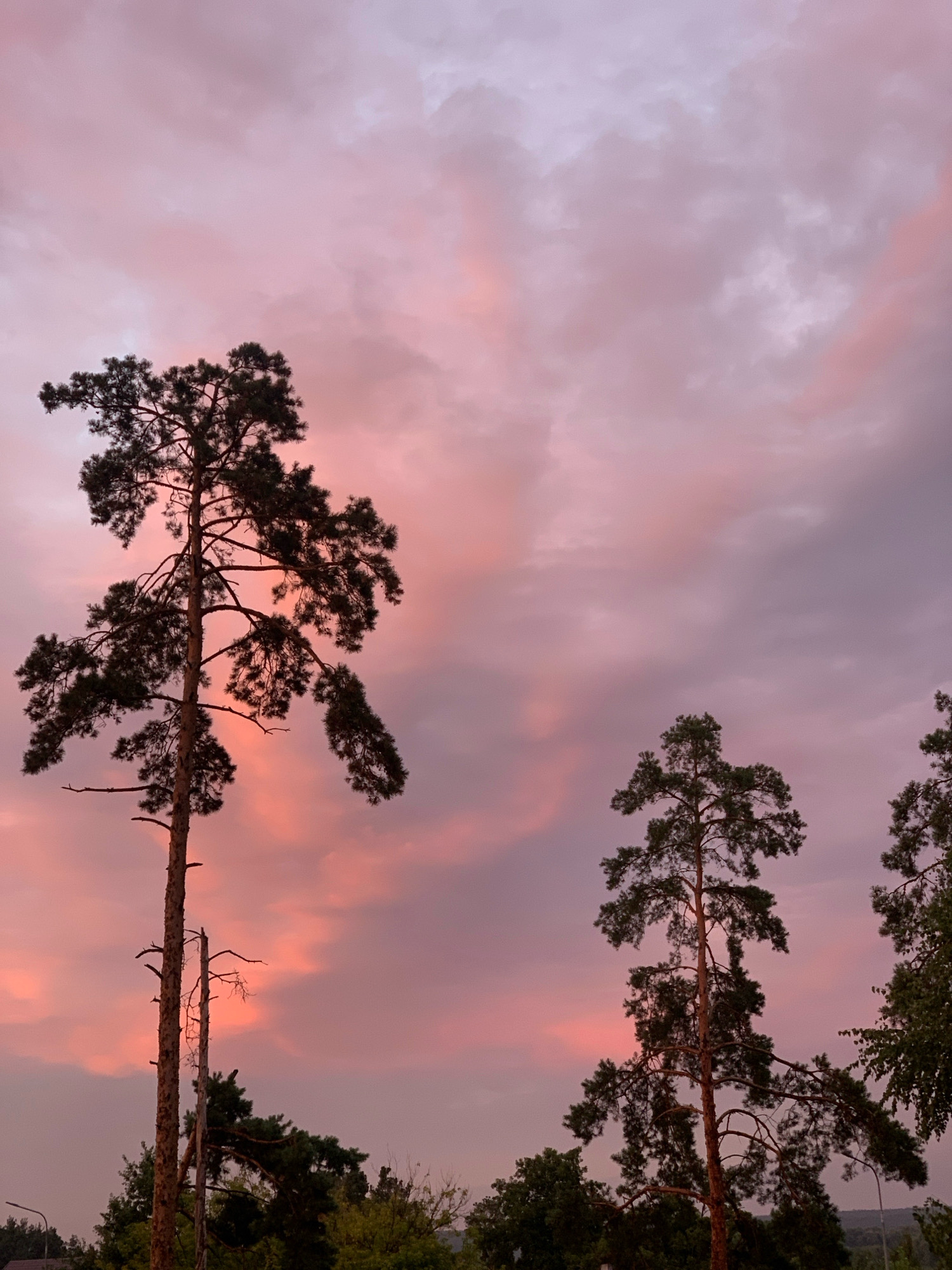 A tall, slender pine tree with sparse branches dominates the left side of the frame against a backdrop of a dusky, pink and purple sky. The tree's dark silhouette contrasts with the vibrant, cloudy sky, which is illuminated by soft, diffused light. In the middle ground, two more pine trees of similar shape and size stand, their dark foliage also silhouetted against the sky. The lower portion of the image shows a dense line of dark green trees, forming a natural border at the bottom. A thin, dead tree trunk is visible to the right of the main pine tree, adding a touch of starkness to the scene. The overall impression is one of serene natural beauty, possibly captured during sunset or twilight. The location is identified as Hostomel, Ukraine.
