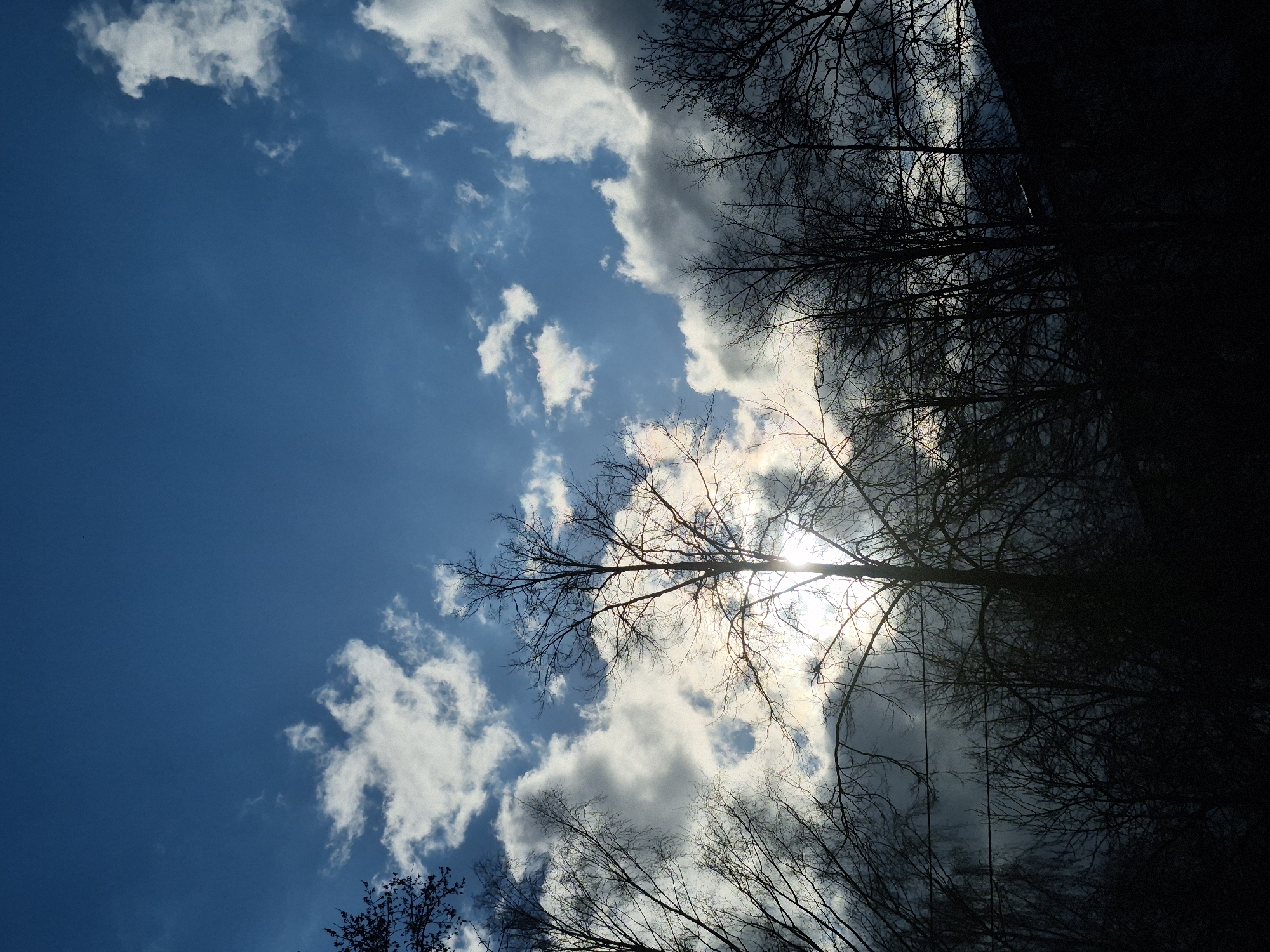 An upward-angled shot captures a vibrant blue sky partially filled with white and light grey clouds, as seen through the silhouetted canopy of bare trees. The intricate, dark branches, devoid of leaves, crisscross the upper and right sides of the frame, creating a stark contrast against the bright sky. The sun is positioned behind the dense network of branches and clouds in the upper right, casting a bright, luminous glow that highlights the edges of some clouds and creates a strong backlighting effect on the trees. A very dark, possibly man-made, structure or extremely dense, shaded foliage is visible along the far right edge of the image, appearing as a solid black mass. The weather appears to be partly cloudy and sunny, suggesting daytime, likely during winter or early spring due to the leafless trees. The scene evokes a natural, somewhat dramatic atmosphere from looking up through the trees towards the light. This image was captured in Chaikovsky, Russia. No text is visible.