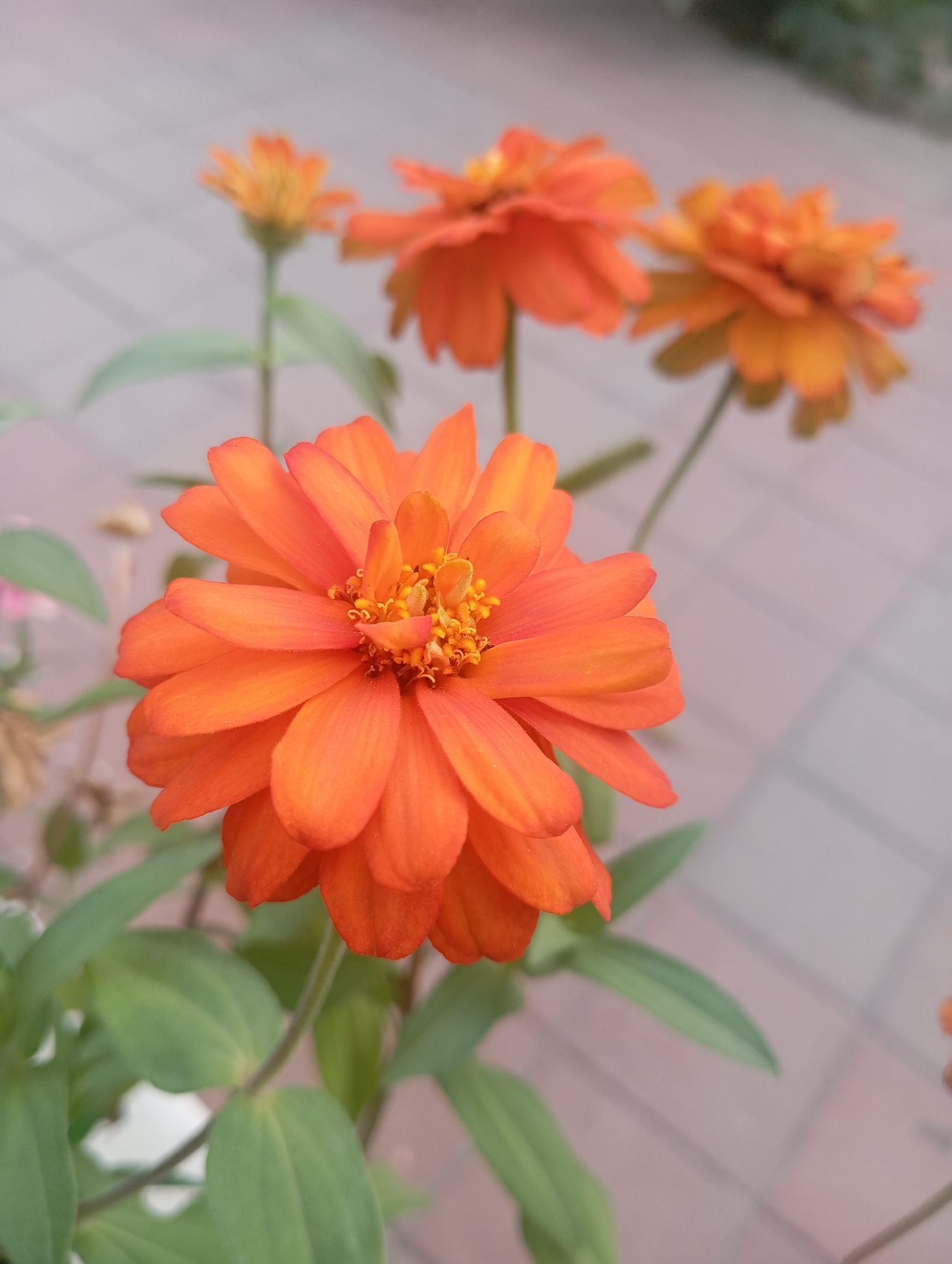 This is a close-up, eye-level, vertical, medium shot of several bright orange zinnia flowers. The primary flower in the foreground is in sharp focus, showcasing its layered petals and central yellow stamen. The background is softly blurred, revealing other out-of-focus zinnia blossoms and green foliage. The ground beneath the flowers appears to be a paved surface with light-colored rectangular tiles, suggesting an outdoor setting like a garden or park.
There is no indication of the specific location within the city of Almaty, Kazakhstan, nor are there any people, specific actions, or interactions depicted in this image. The scene is purely botanical.