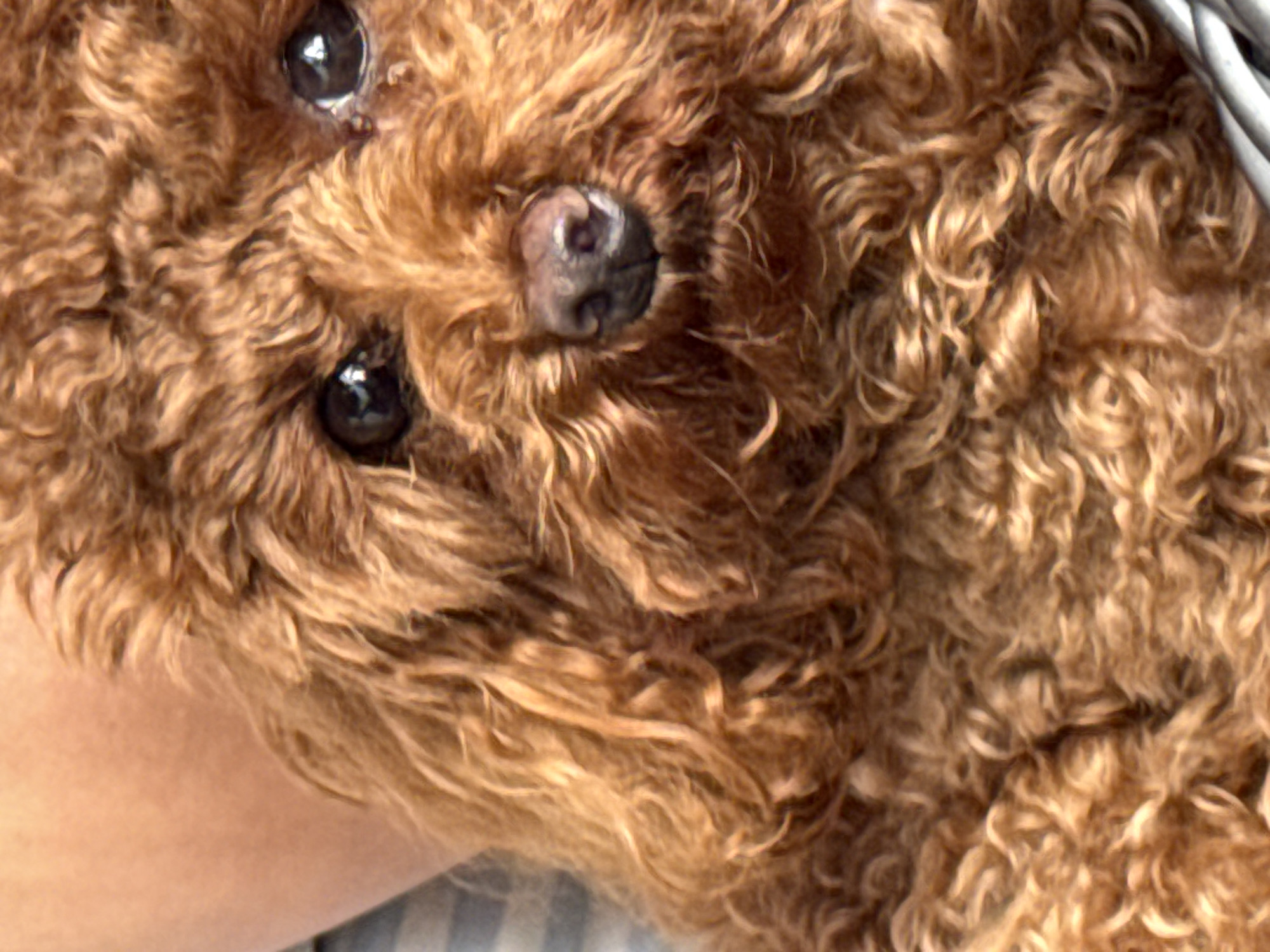 This is a close-up, eye-level, portrait-style photograph of a brown poodle. The dog is held by a person, whose arm is visible in the upper left quadrant of the image. The dog's fur is curly and a rich brown color. Its dark eyes are visible, as is its wet, dark nose. The background is blurred, but appears to be a striped fabric, possibly a blanket or clothing. There is no information about the location being in Bersenevka, Russia.