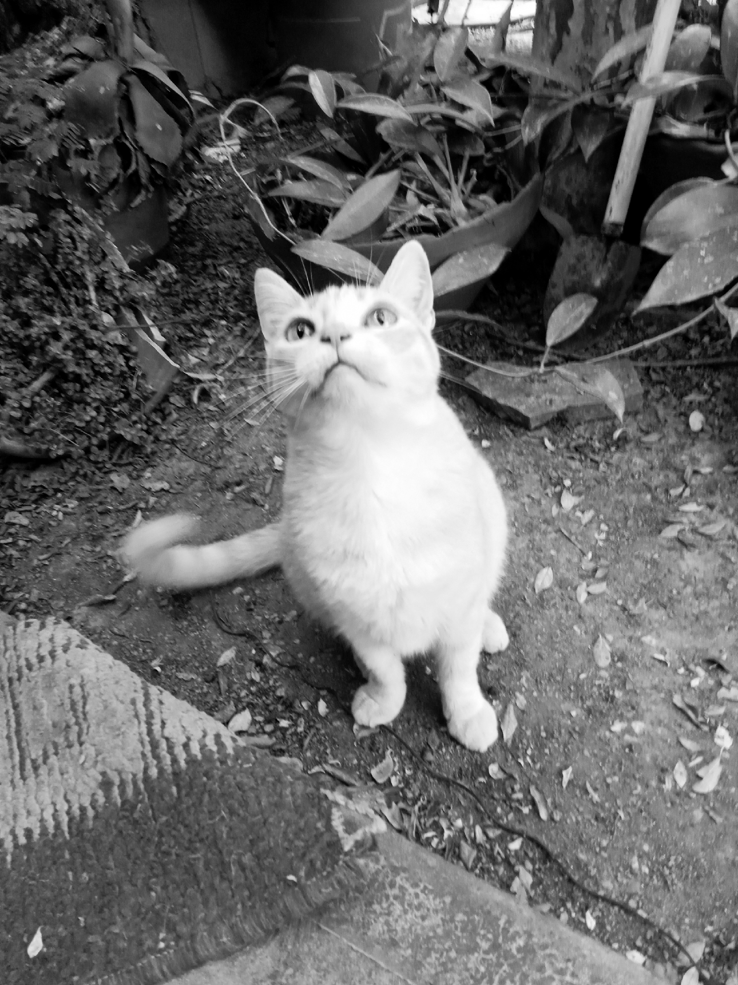 A black and white photograph shows a medium-sized light-colored cat sitting upright on a dirt surface. The cat is looking upwards with its tail blurred, suggesting movement. The background includes plants in pots and loose leaves scattered on the ground. Part of a patterned rug or blanket is visible in the lower left corner. The location is not evident from the image alone. There is no information to suggest that the image was taken in Montalbán, Venezuela.