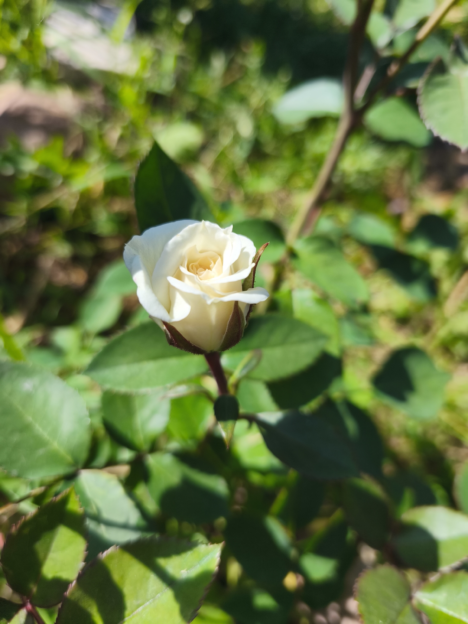 A close-up, eye-level shot captures a single, partially bloomed white rosebud against a blurred background of green foliage and soil. The rosebud is positioned slightly to the left of the frame's center, with its petals tightly furled, revealing a hint of yellow at its core. A dark red stem supports the bud, disappearing into the dense green leaves that surround it. The lighting suggests a bright, sunny day, with shadows cast by the leaves onto the ground. The environment appears to be outdoors, possibly a garden, with no visible signs of human presence or man-made structures. The location is not specified.