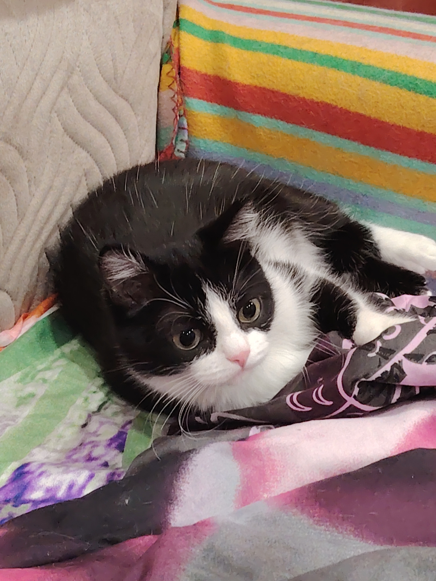 A black and white cat is lying on a colorful blanket. The cat is mostly black with white markings on its chest, face, and paws. Its eyes are open and looking to the side. The blanket has stripes of red, yellow, green, and blue, and a section with a floral pattern. The cat is positioned in the lower half of the image, curled up on the blanket. There are no people or other animals visible in the image. The background is blurred, but appears to be a couch or sofa. The scene is indoors.